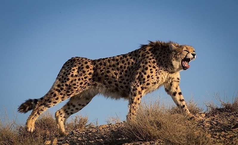 Wildlife Researchers Trying To Save Iran’s Last Remaining Cheetahs Could Face Death Penalty
