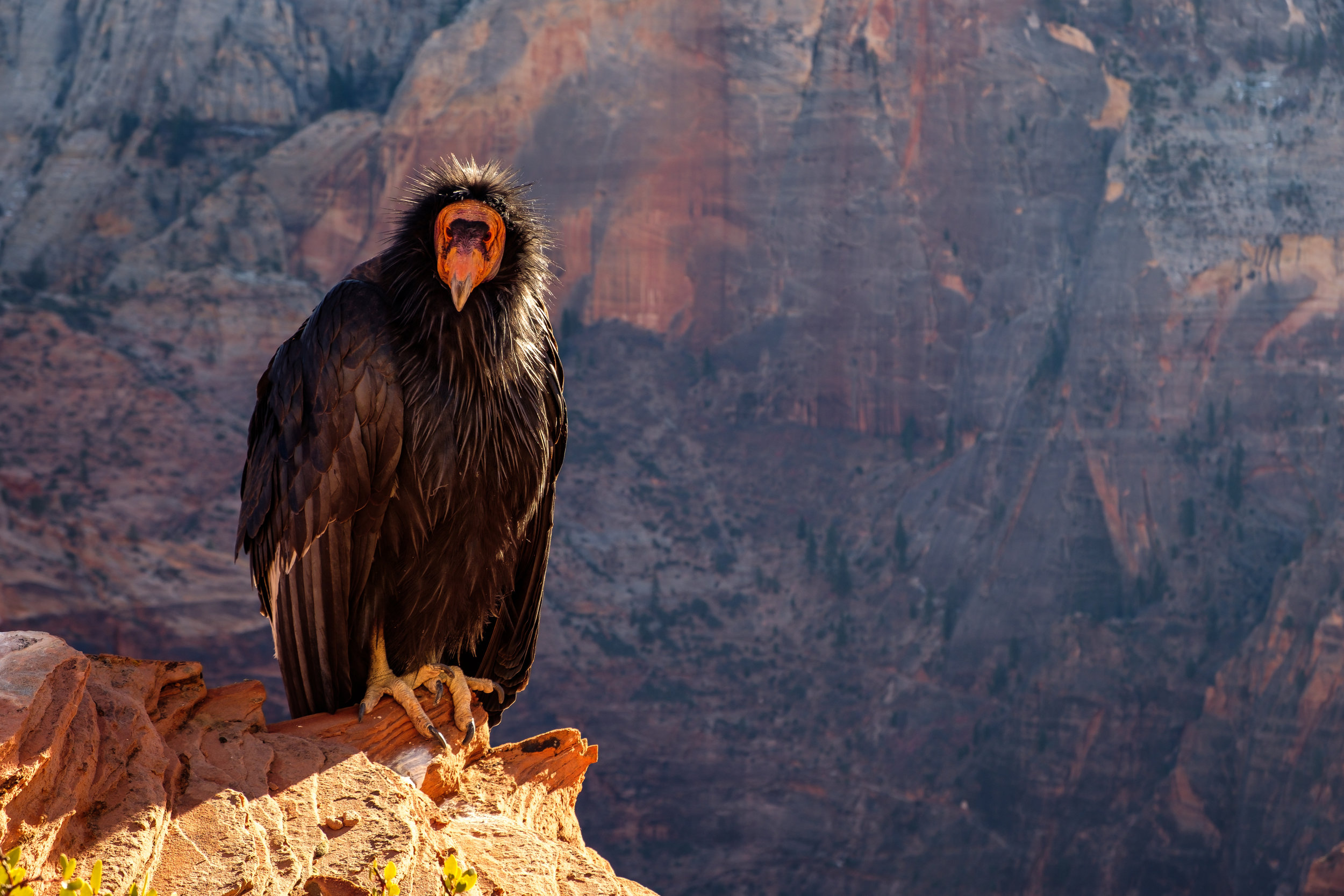 California Condors May Find New Home For Release In Pacific Northwest