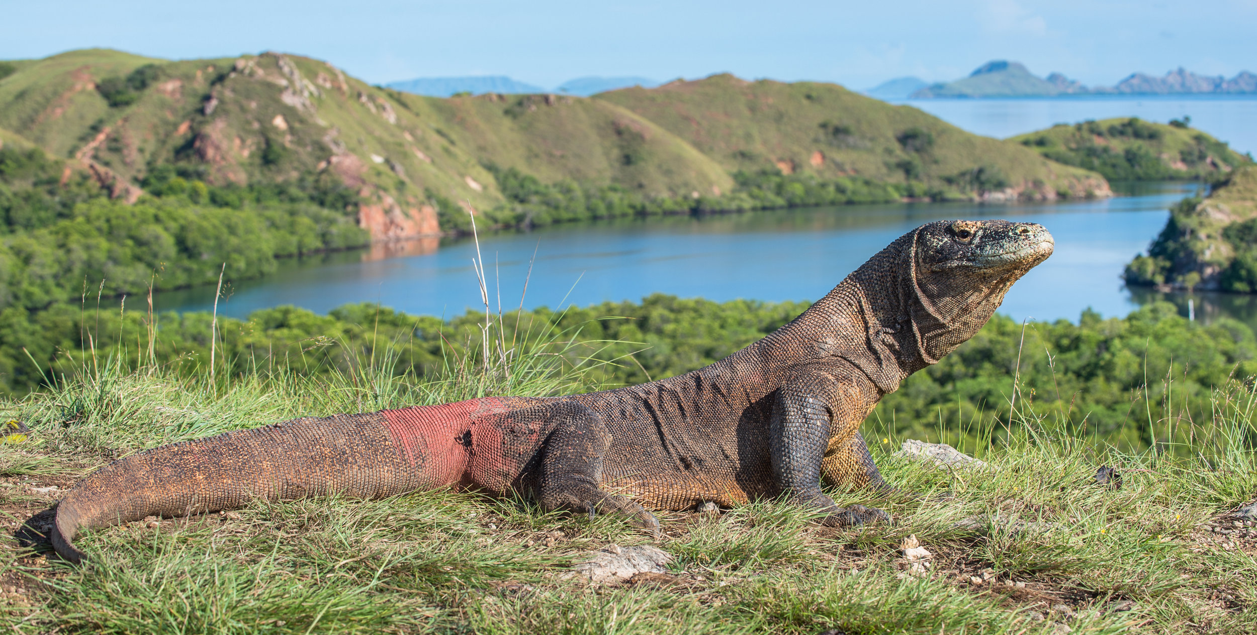 In Response To Increased Dragon Smuggling, Komodo Island Will Be Closed To Tourists