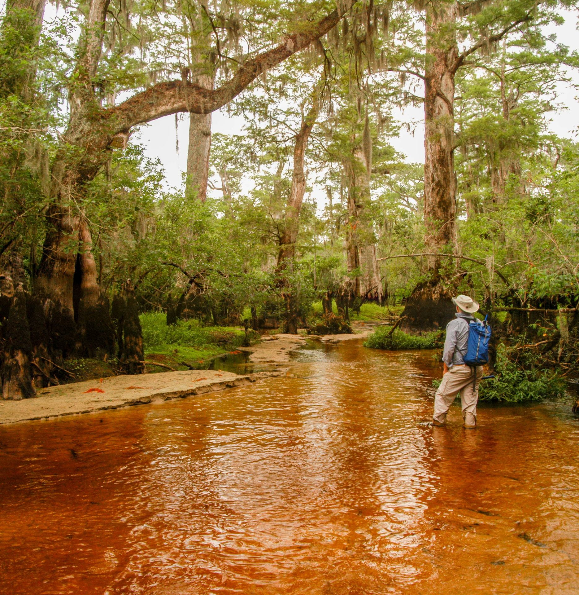 The Fifth Oldest Tree In The World Was Discovered In US, But It’s Not A Sequoia