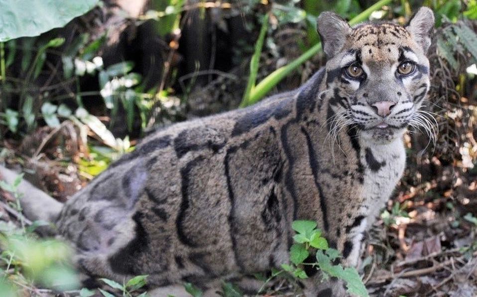 ‘Extinct’ Clouded Leopard Sighted In Southeast Taiwan