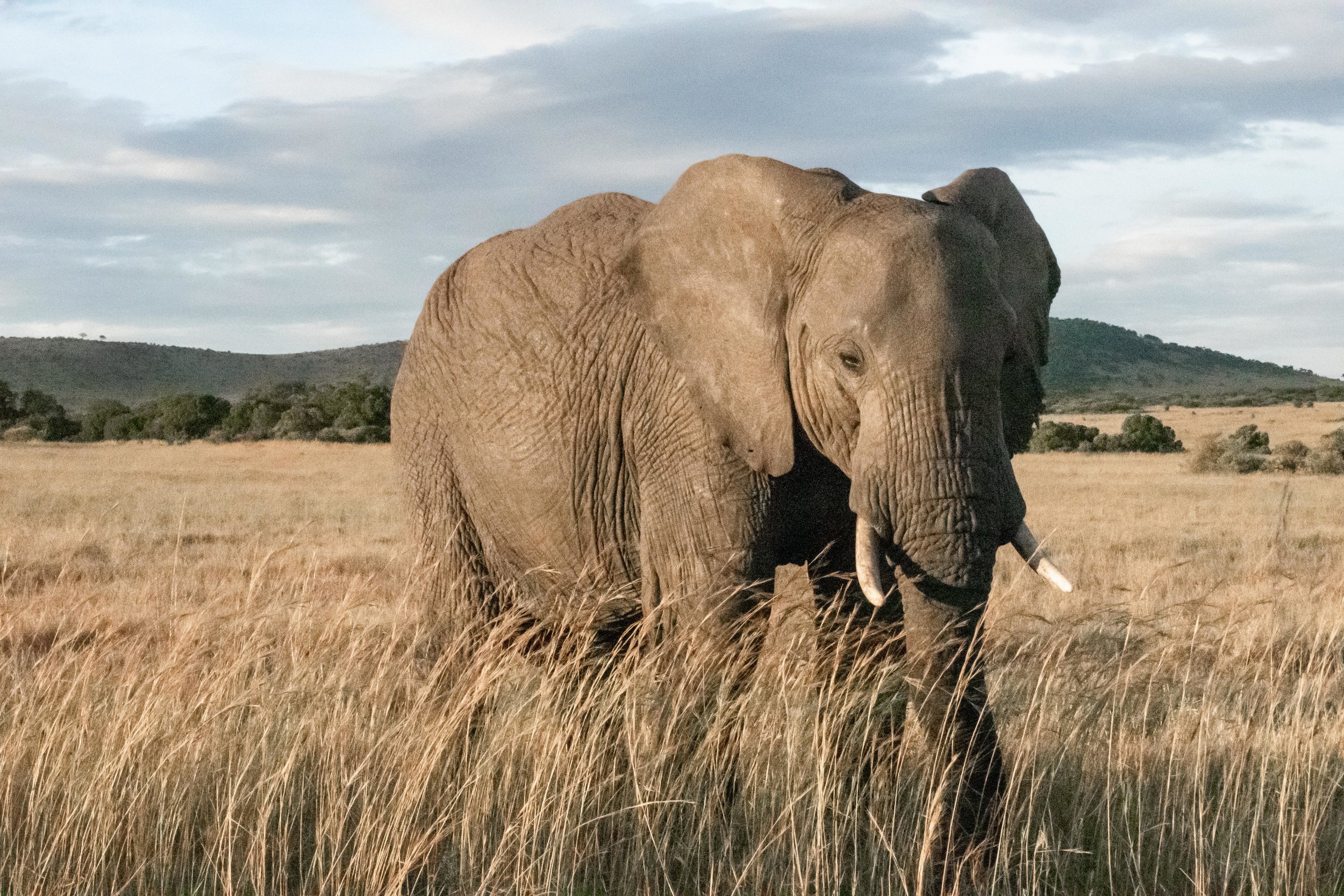 Since 2011, Elephant Poaching Has Fallen Dramatically