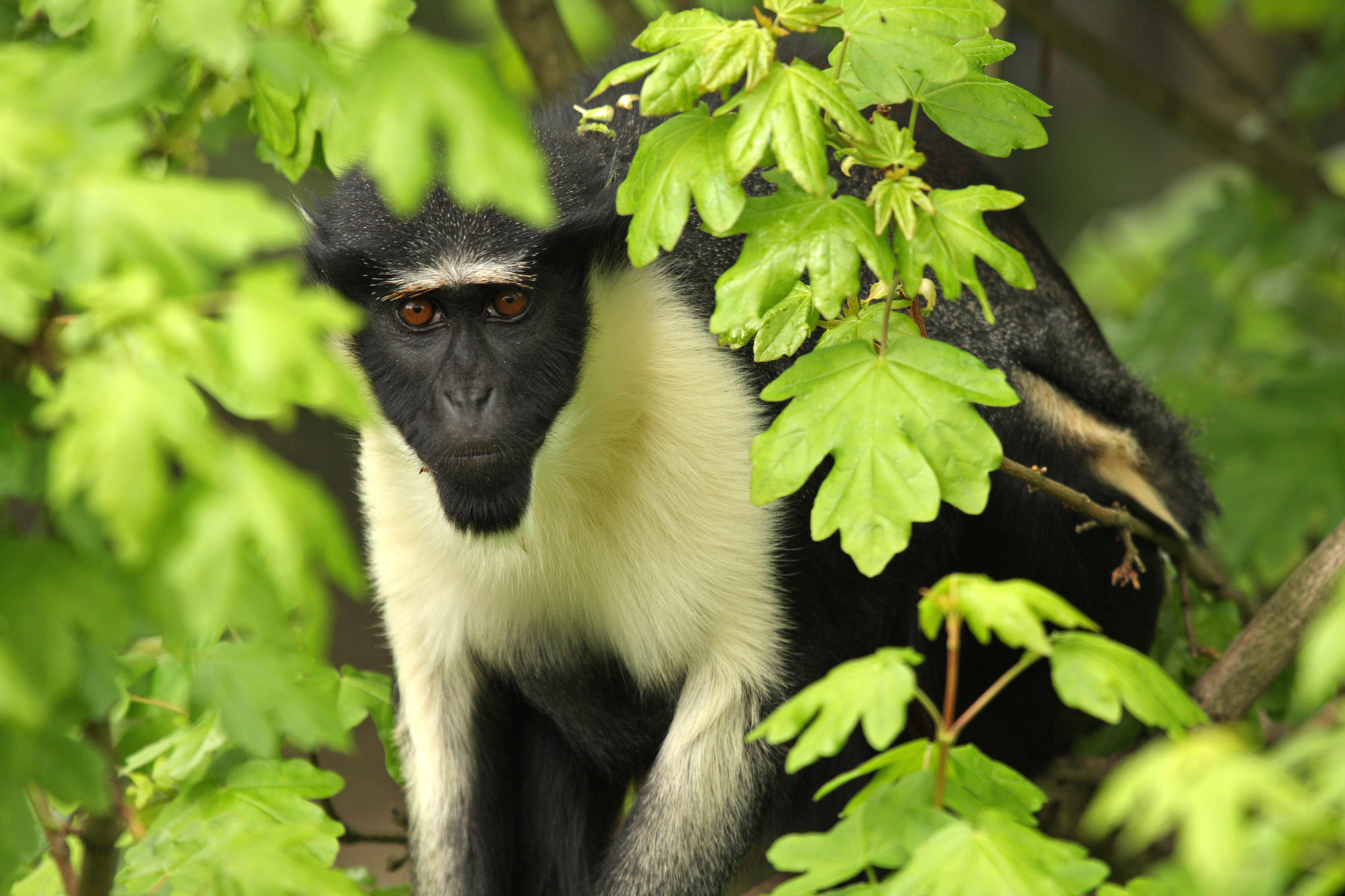 IUCN Red List Passes 100,000 Species Assessed