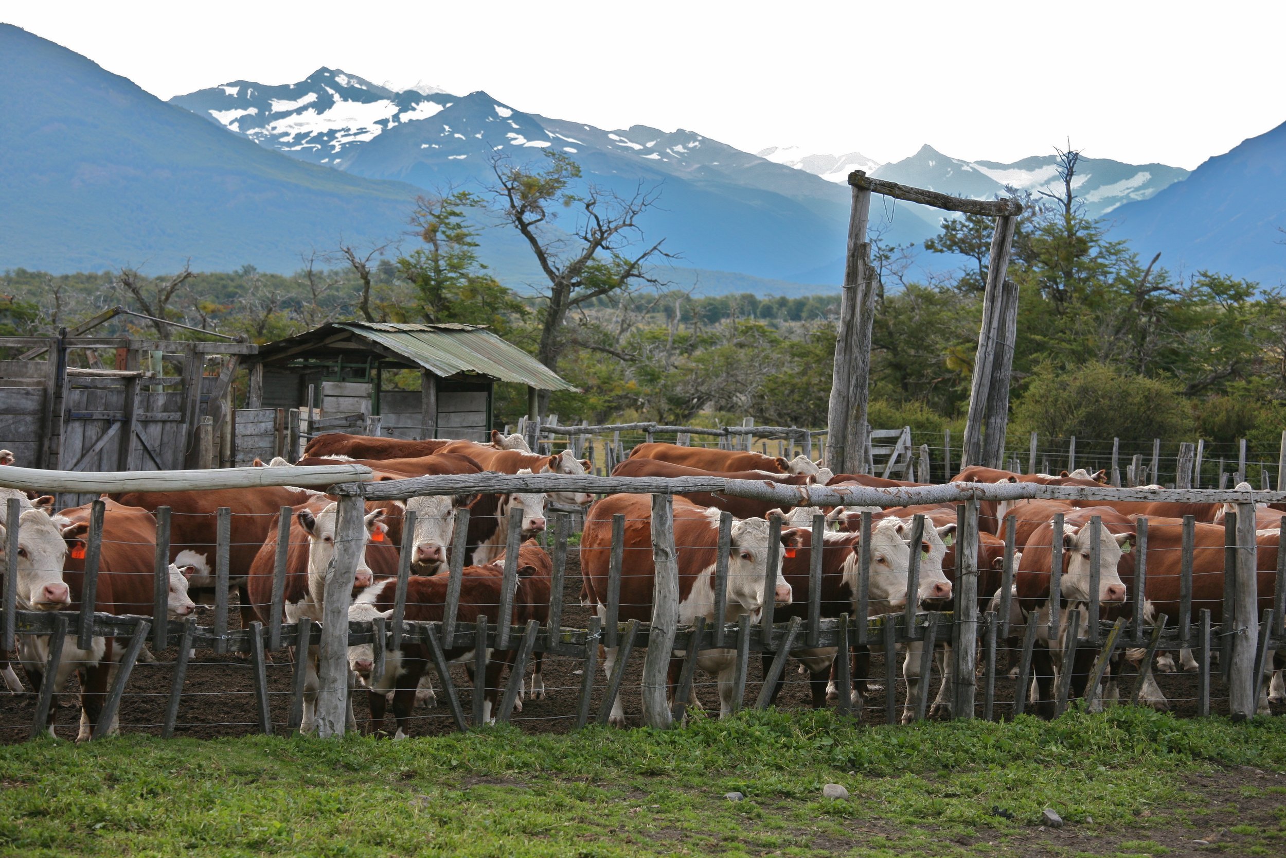 Scrutinizing The Conversation On Livestock Emissions Reveals A Devastatingly Flawed Ideological Foundation