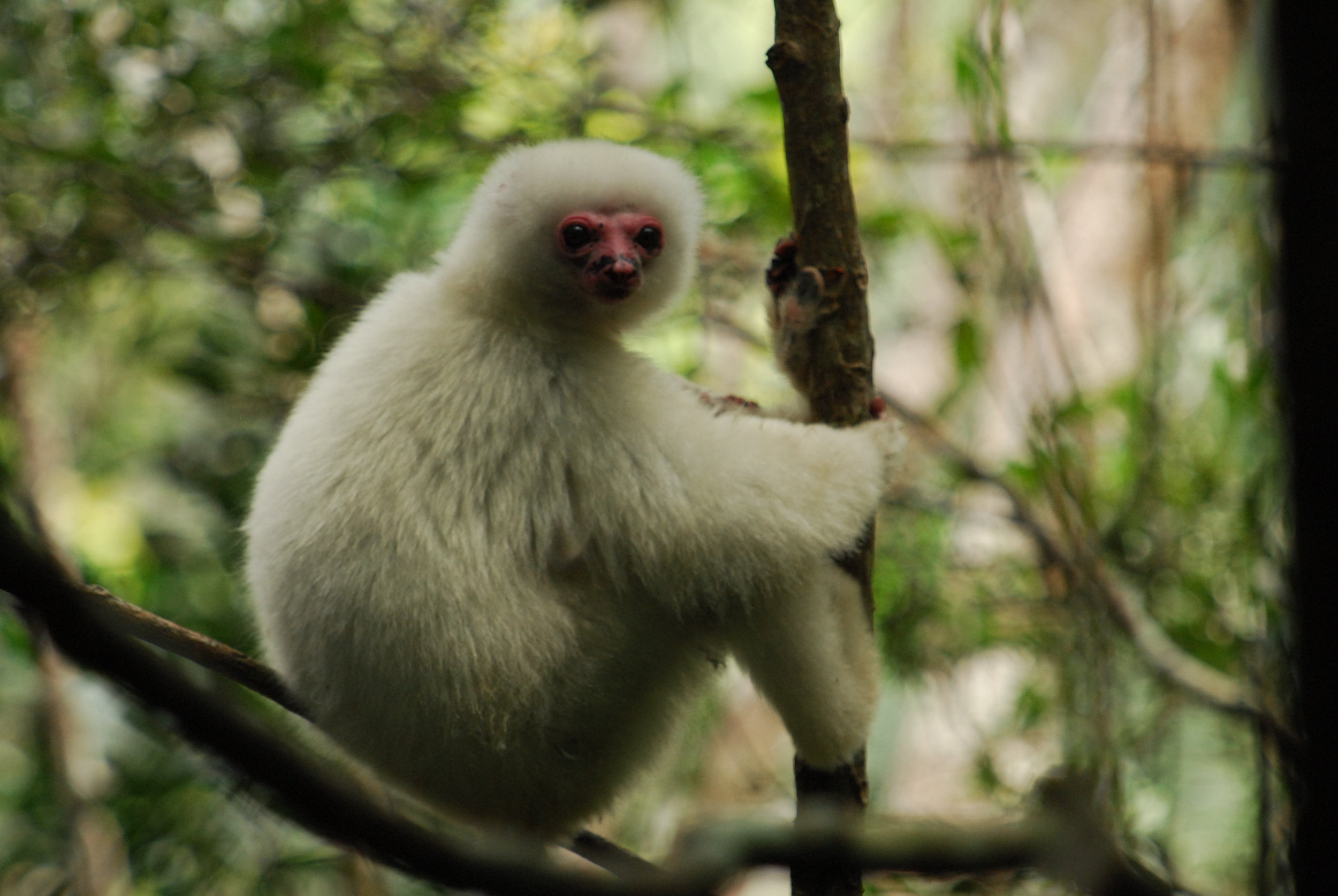 Madagascar’s Indigenous Communities Are Taking Initiative To Save Endangered Lemurs And Prevent Deforestation