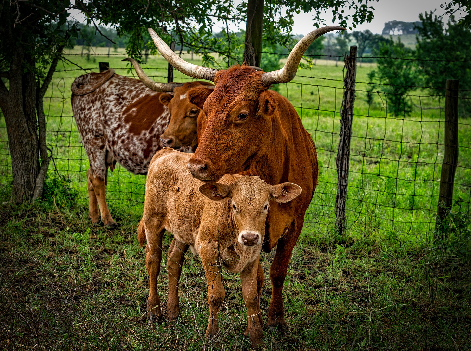 What Sacrifices Would Need To Be Made To Cut U.S. Livestock Emissions?