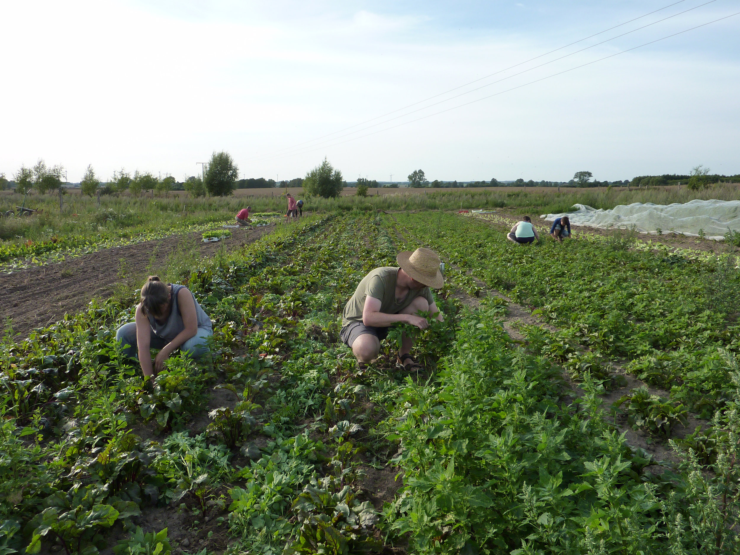 500% More Land Needed For England And Wales To Feed Population Through Organic Farming