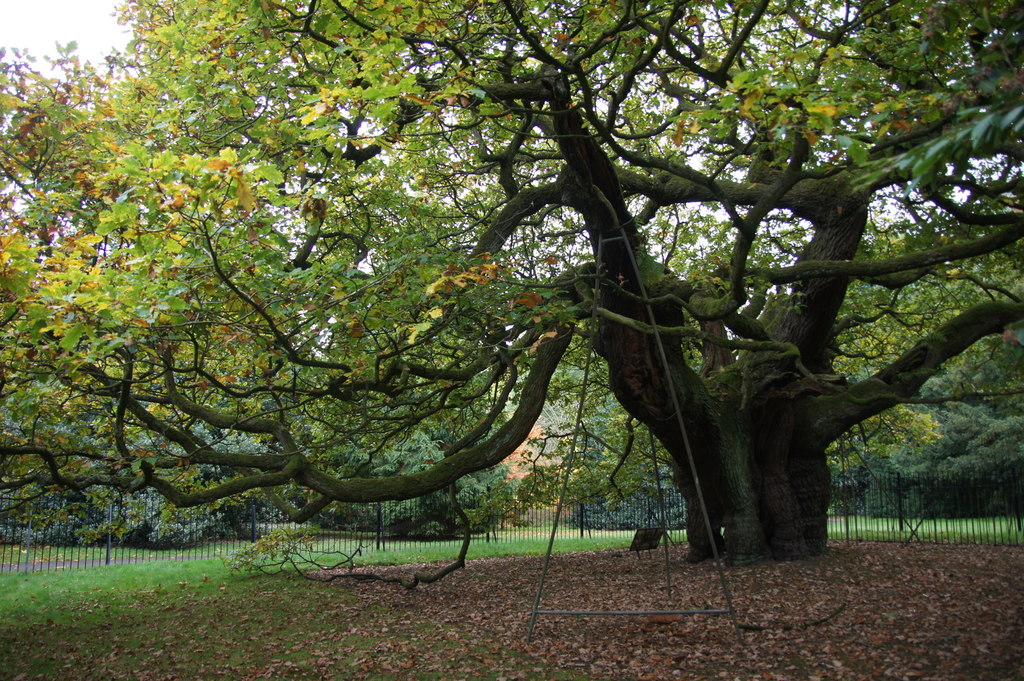 Behold, England’s “Tree Of The Year”