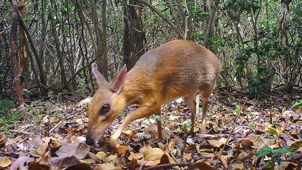 Lost to Science For 30 Years, Team Captures 200 Images of This Tiny Vietnamese Deer