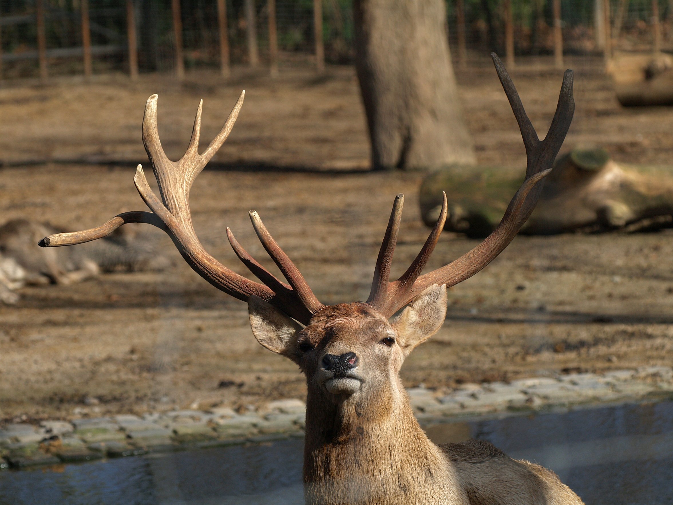 Once Numbering Less Than 400, Majestic Bukhara Deer Return To The Wilds Of Kazakhstan