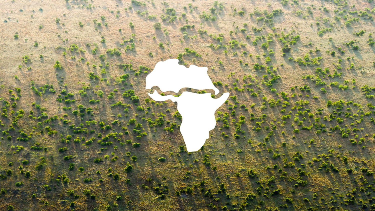 Why Are China And Africa Building Giant Walls Of Trees?