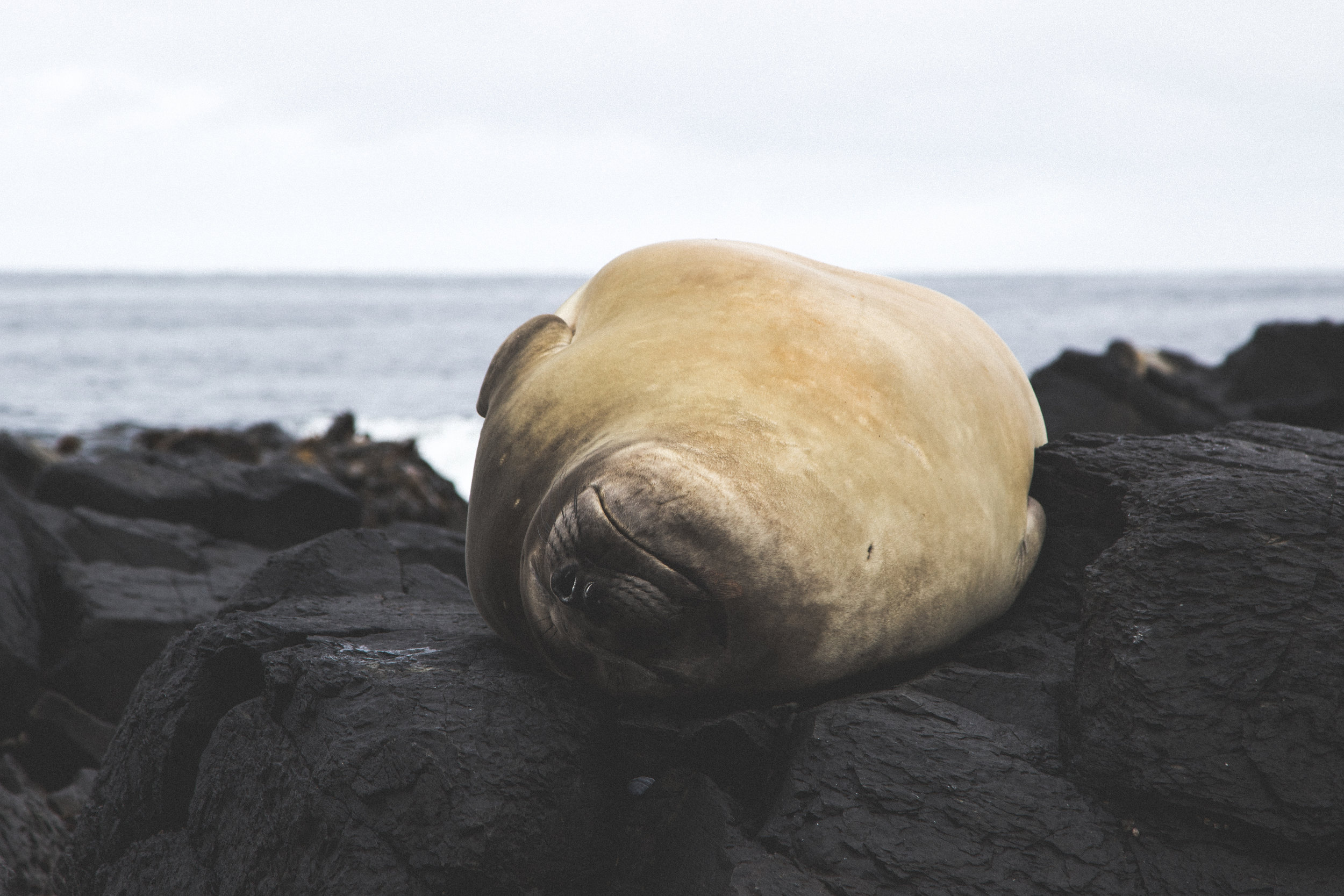 Fishermen Working To Achieve IUCN Green List Standards See The Seal Population Recover Off Lima Coast