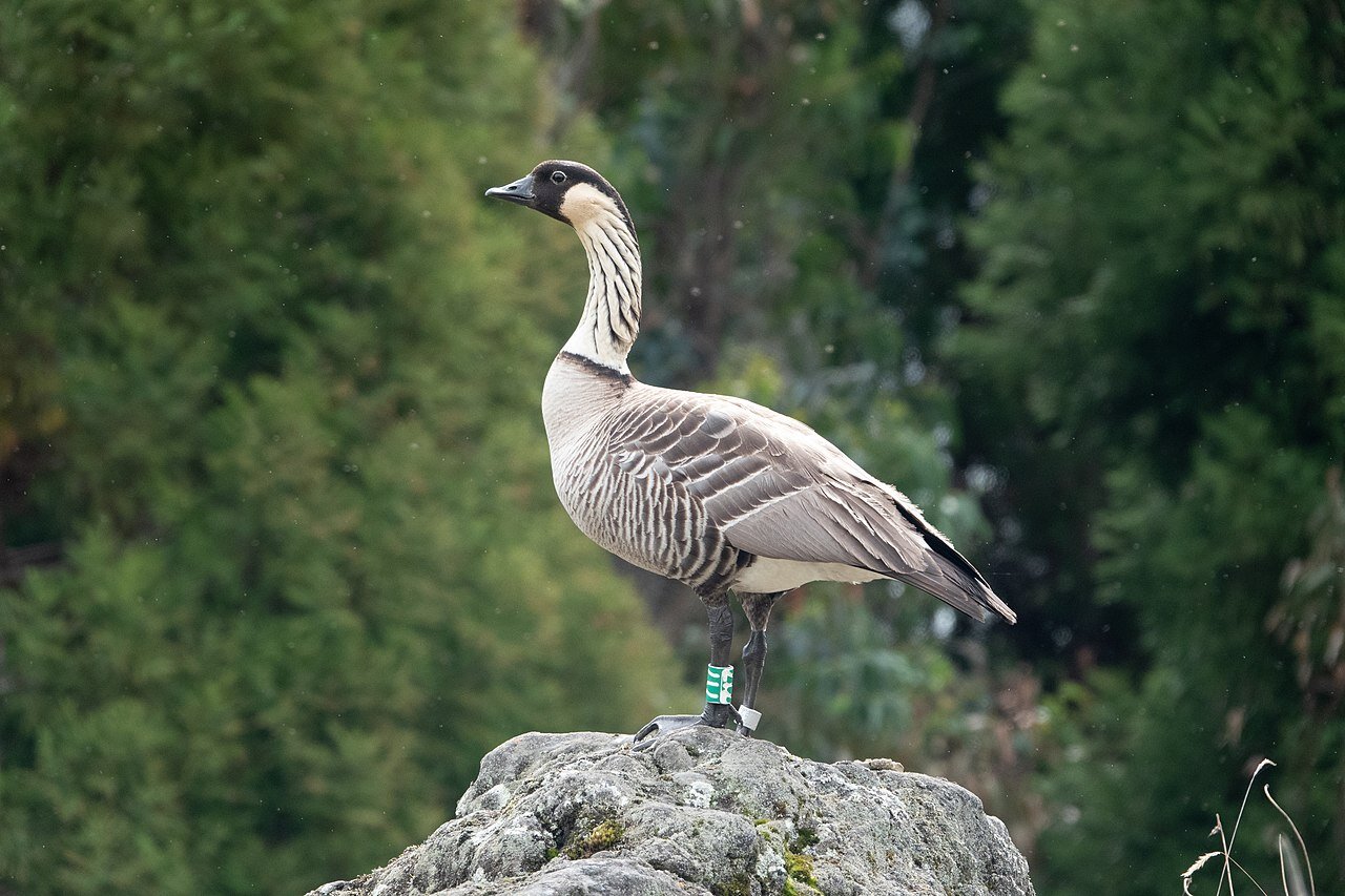 Three Examples of Birds Coming Back From the Brink