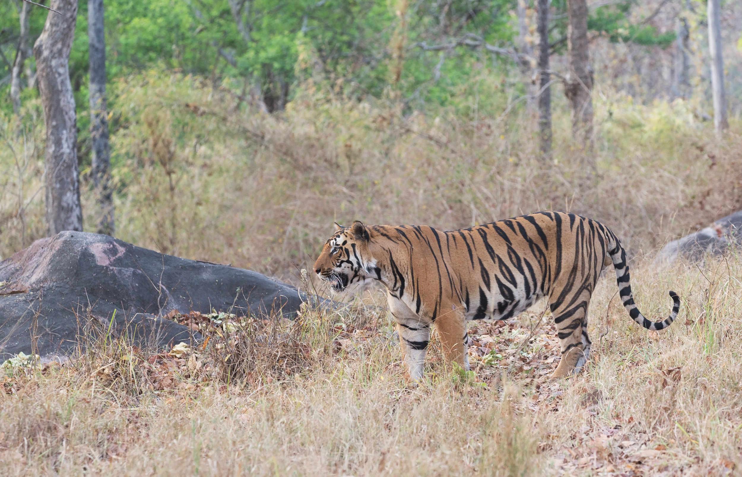 2019’s Conservation Success Stories by IUCN