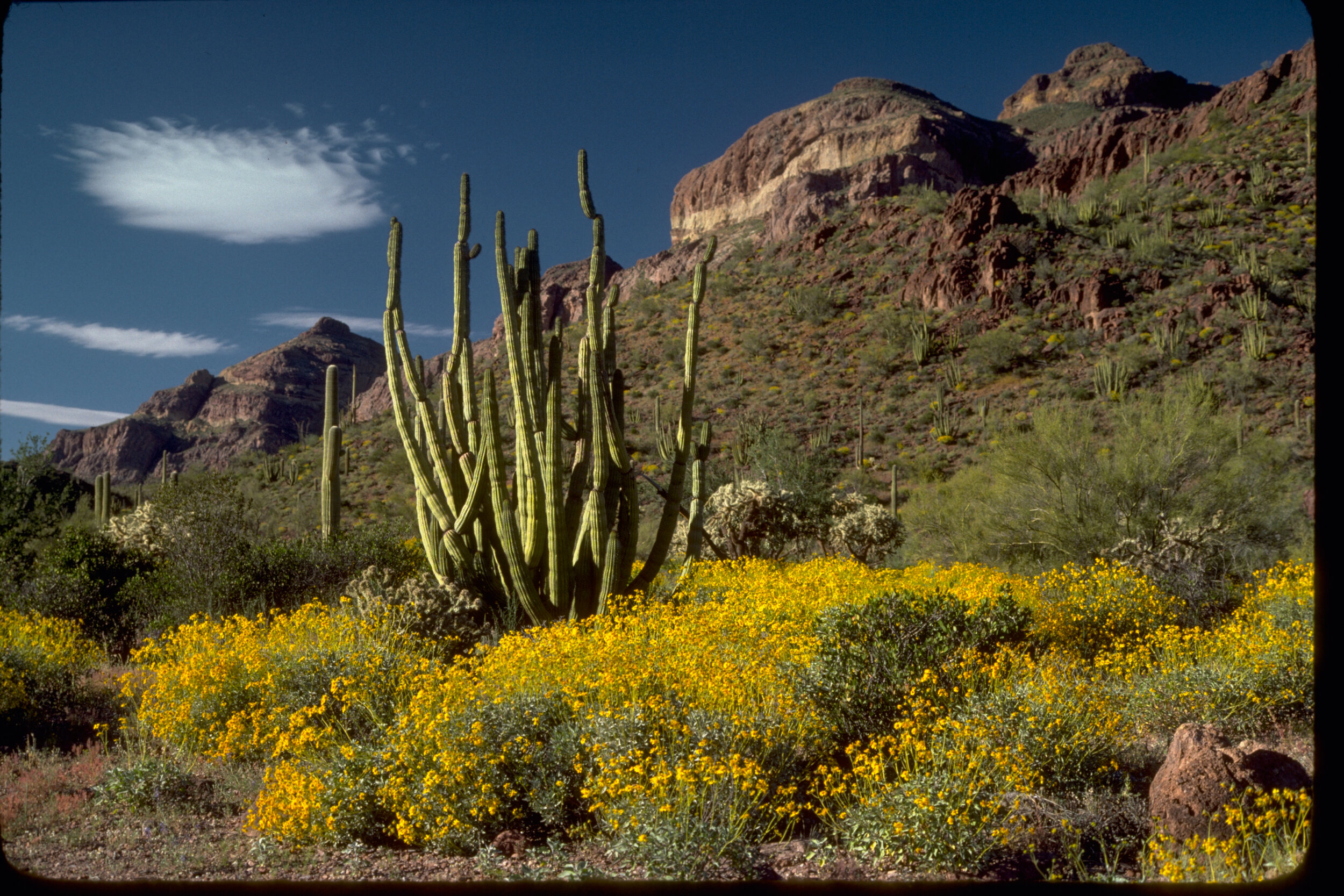 Dep. of Homeland Security is Destroying Parts of UNESCO Reserve and National Park for Trump’s Wall