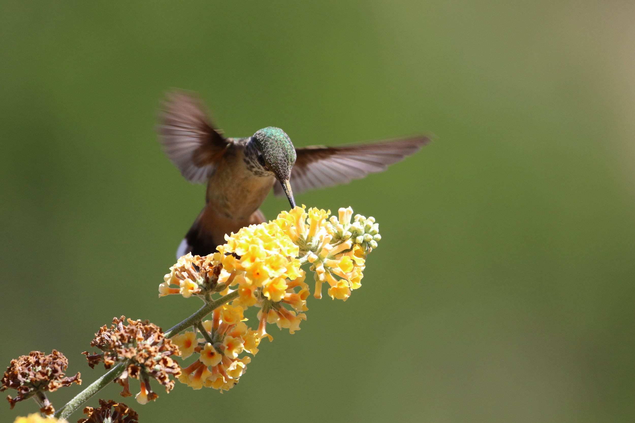 National Pollinator Week: Small Ways to Help Pollinator Species in Your Area
