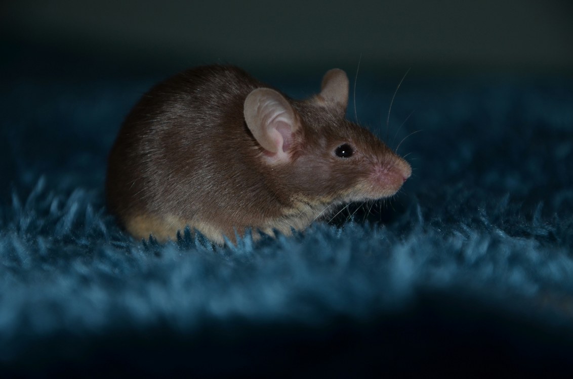 Blue Light Exposure After Dark Creates Lasting Depressive Symptoms in Rats