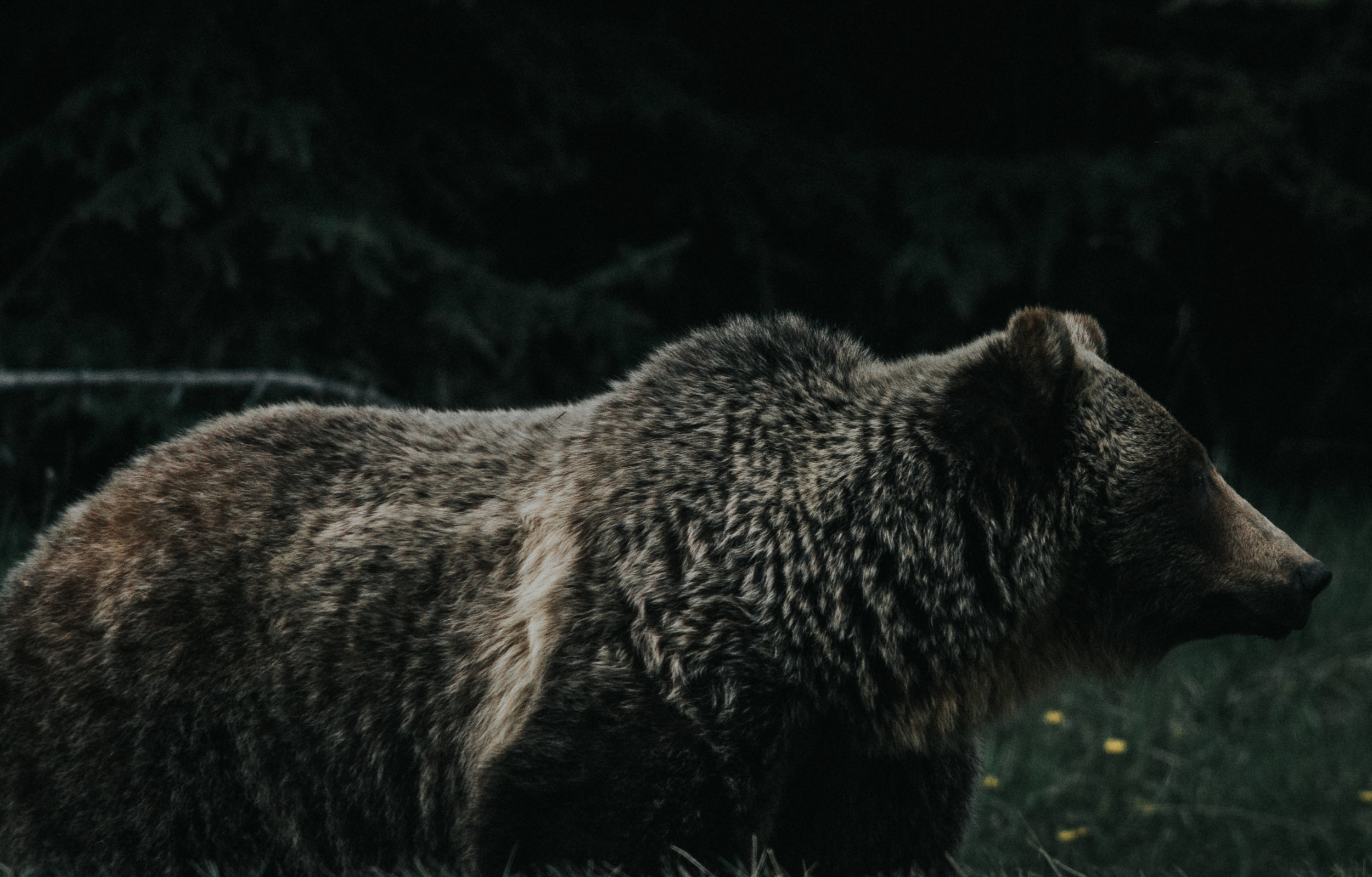 Interior Department Decides Not to Reintroduce Grizzly Bears Into Public Land on Washington State