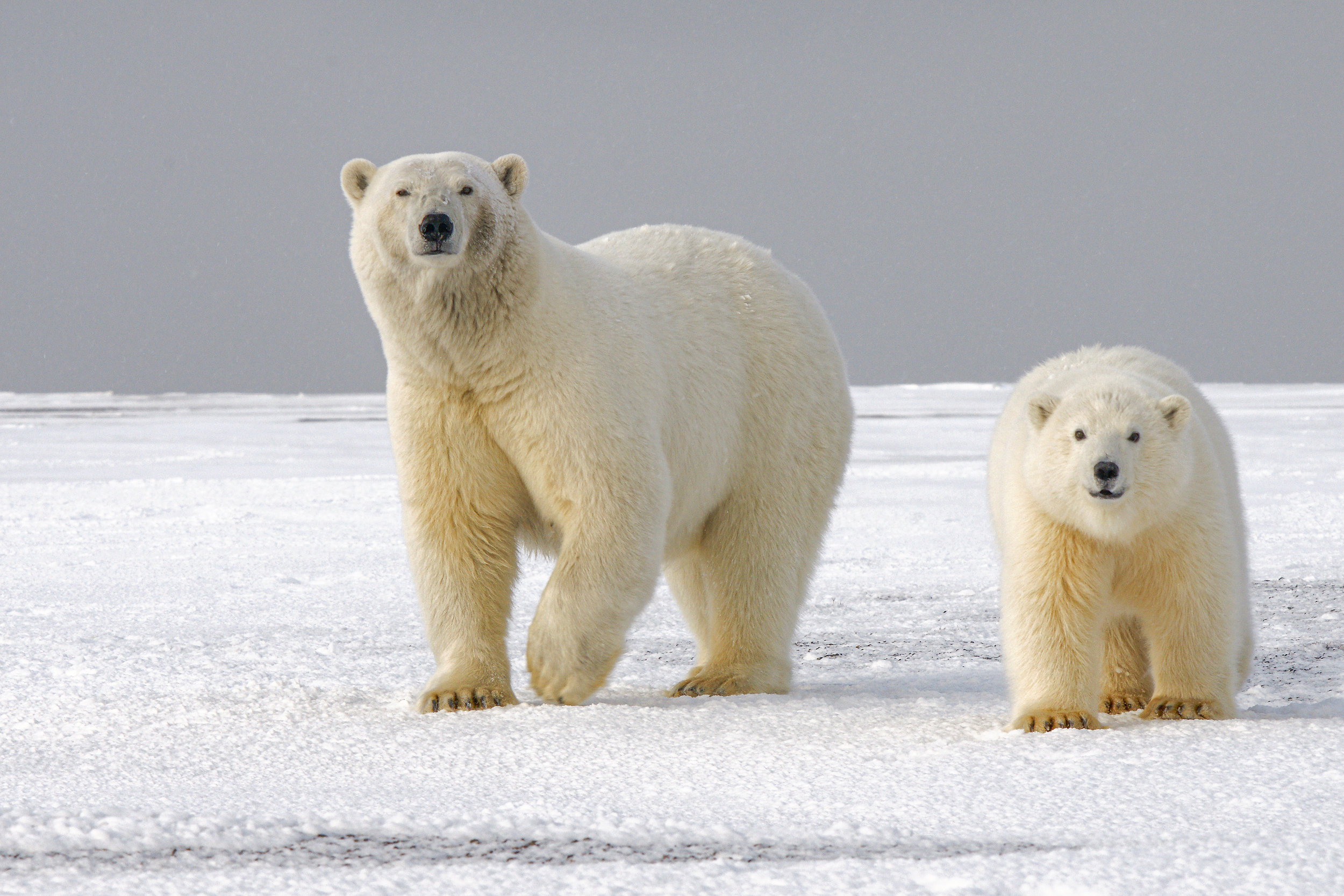 Russia’s “Bear Islands” Enshrined as a Nature Reserve – Protected Largest Concentration of Dens in Russia