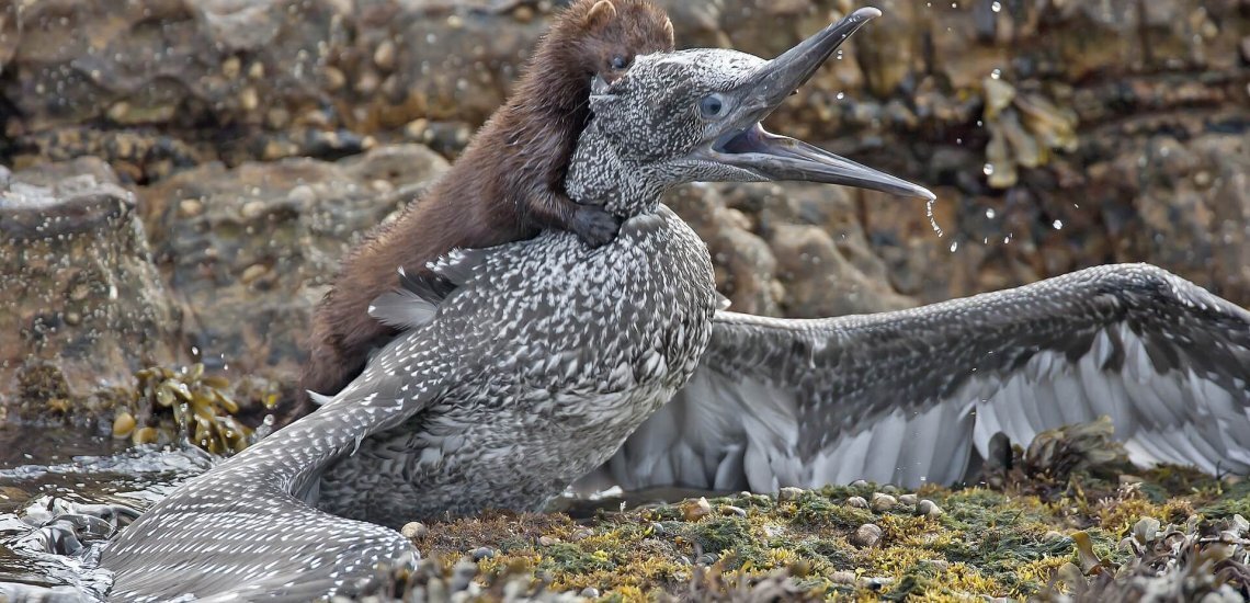 Island Extermination: An Untold Story of Conservation Success