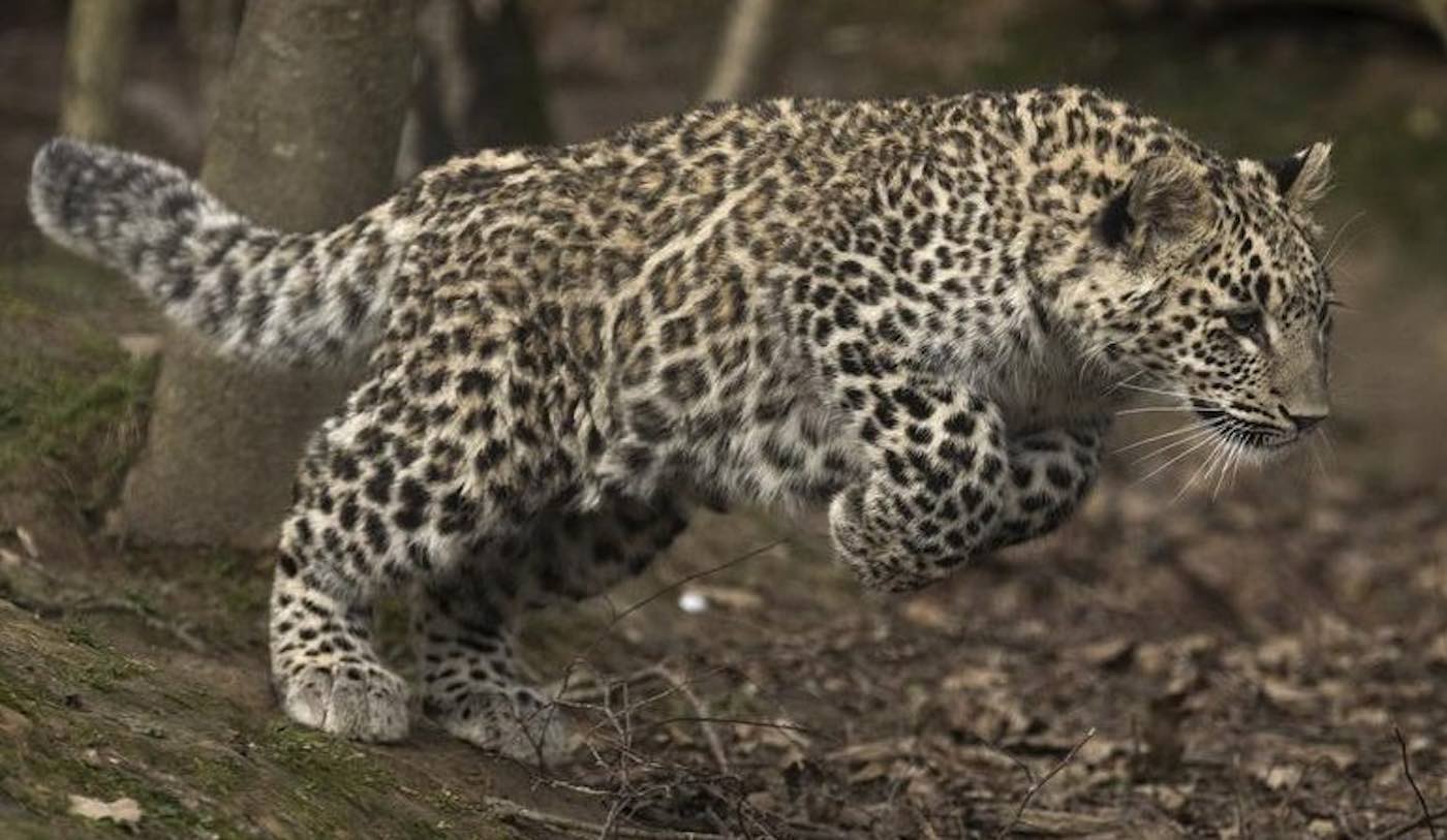With the Help of WWF Russia Wild Persian Leopards May Once Again Roam the Caucasus
