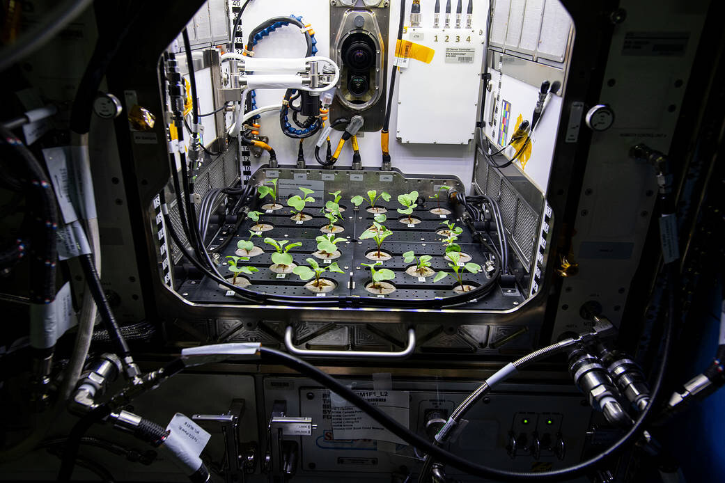 Astronaut Grows Radishes on the International Space Station for the First Time