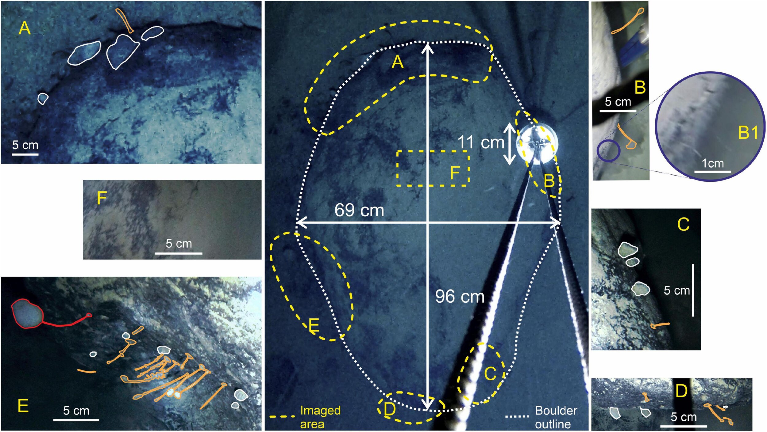 A Dip Under an Antarctic Ice Shelf Instantly Reveals 36 Creatures New to Science