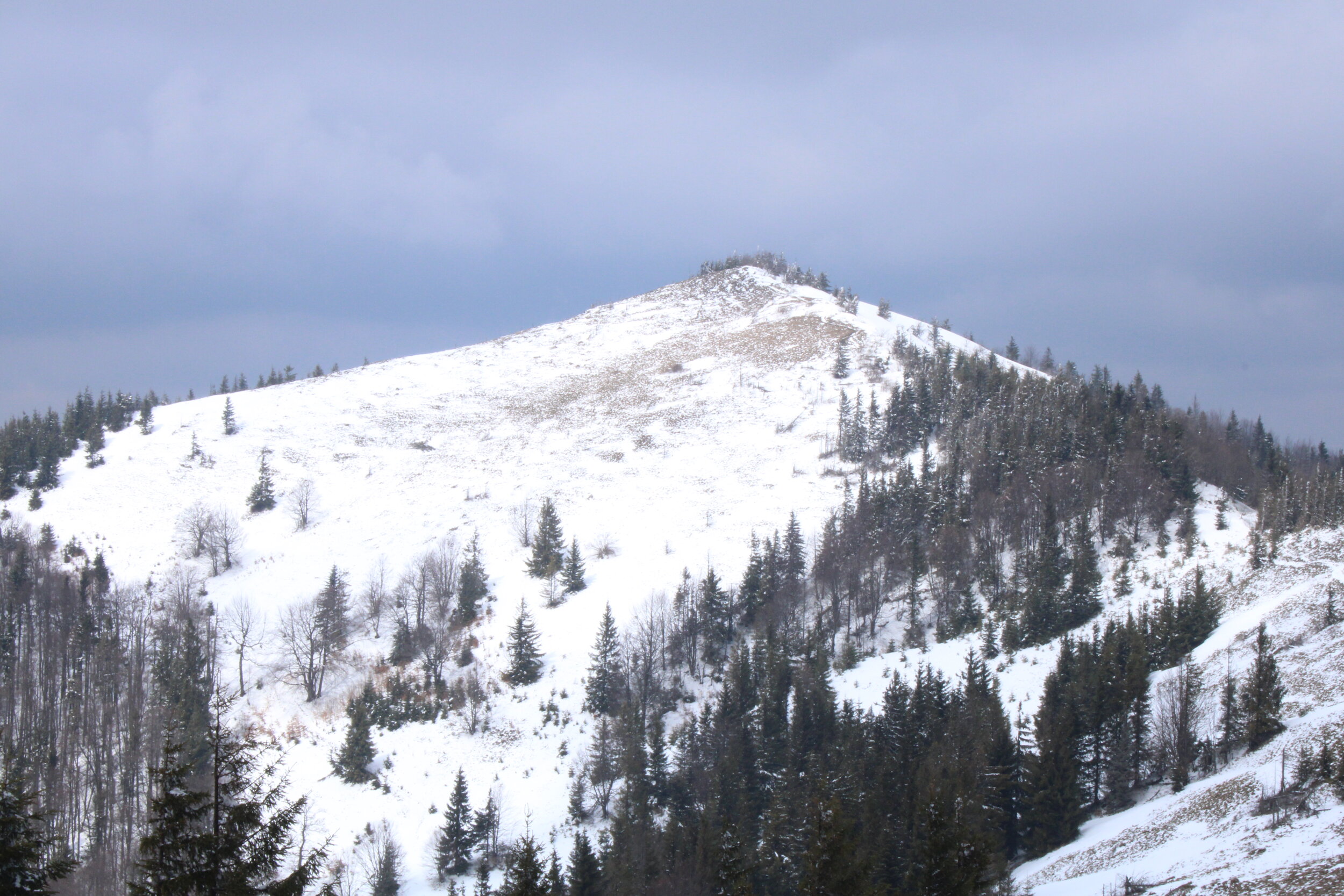 Touring the Carpathians — an Almost Perfect Forest I Thought