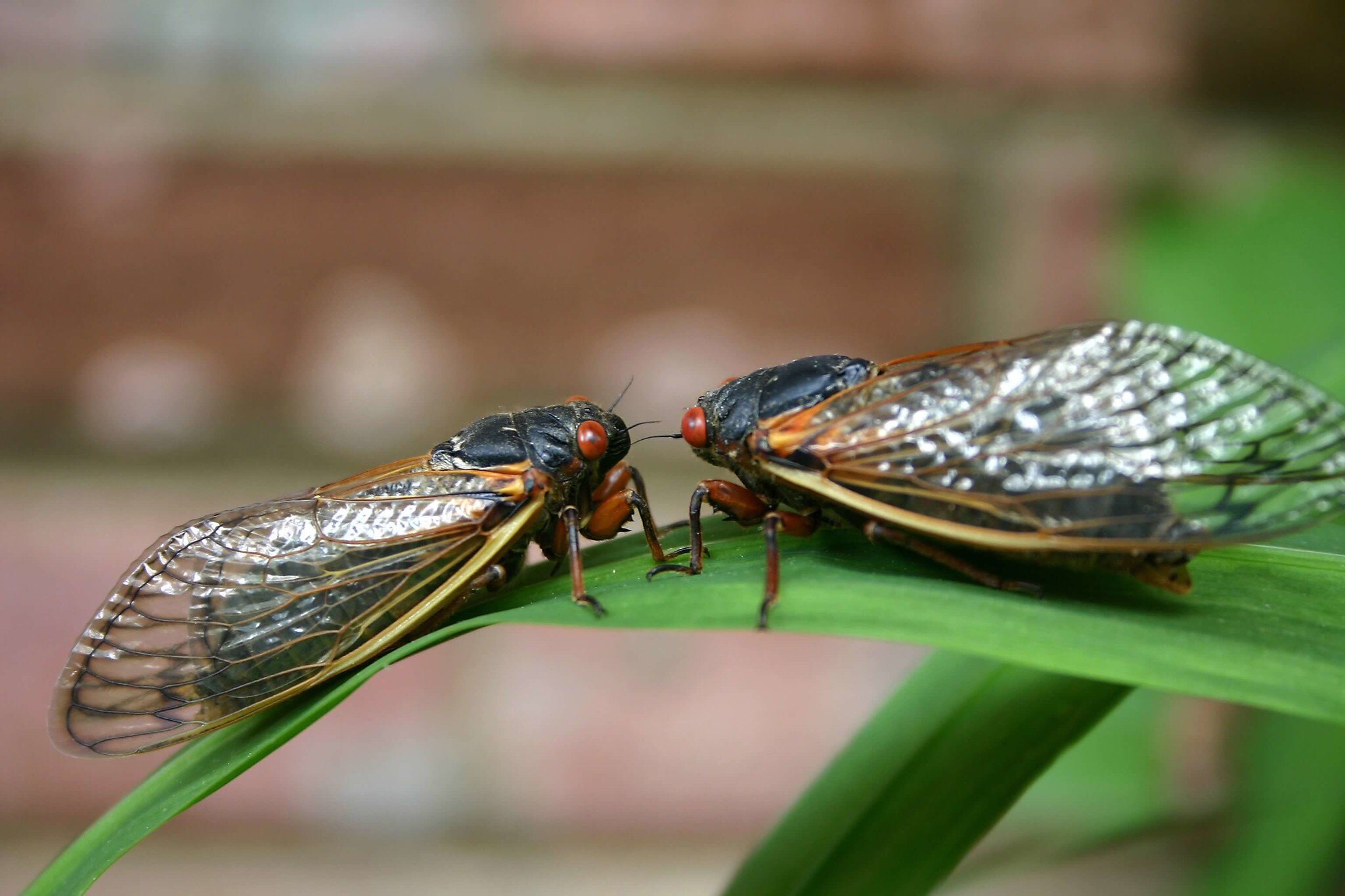 Here’s Where to See 17-Year Cicadas Begin Emerging in one of the Most Incredible Wildlife Displays in North America