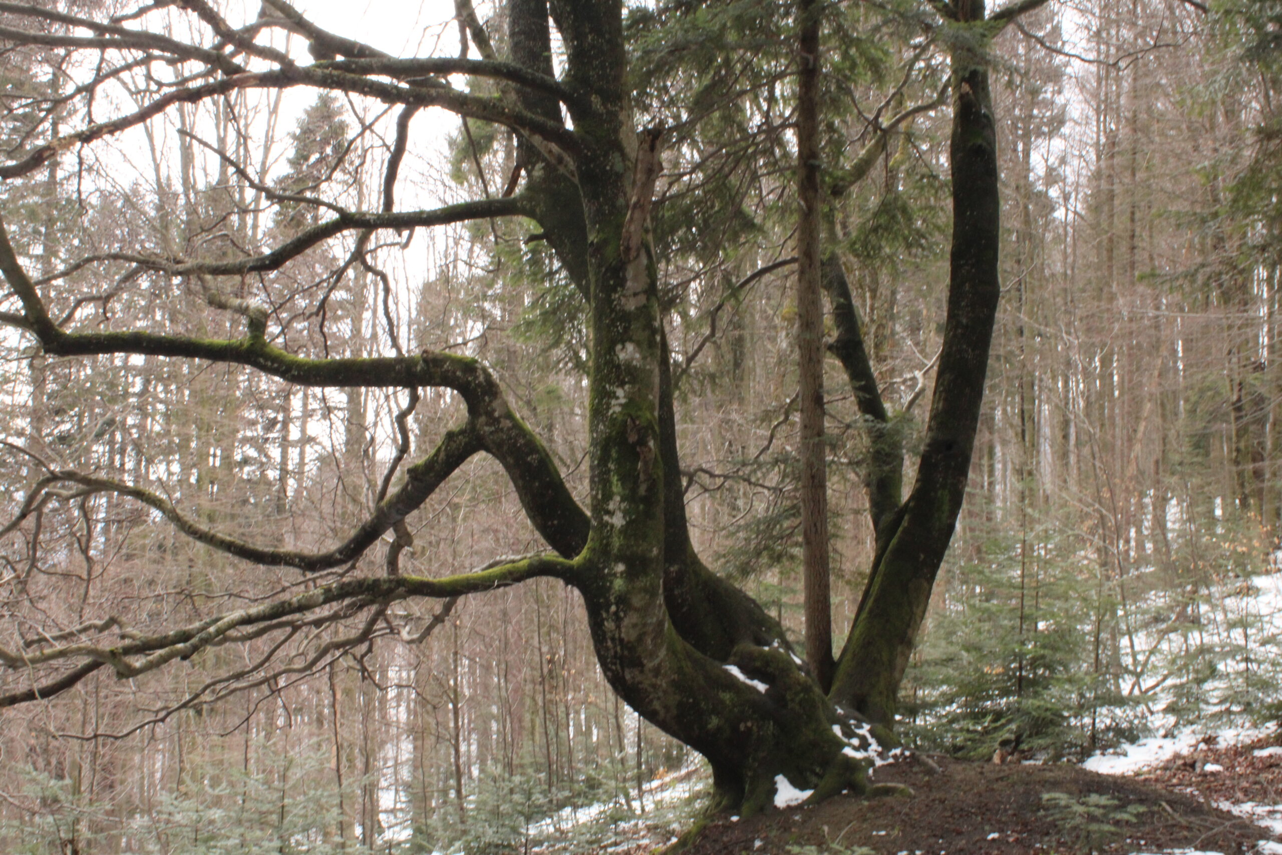 The Hidden Lives of Trees Shows a World of Cooperation, Awareness, and Intelligence in Plants