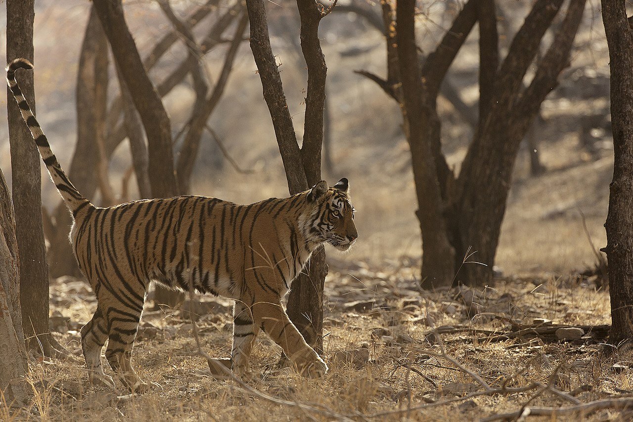 Wild Tigers Continue to Recover in South Asia Through No Holds Barred Approach