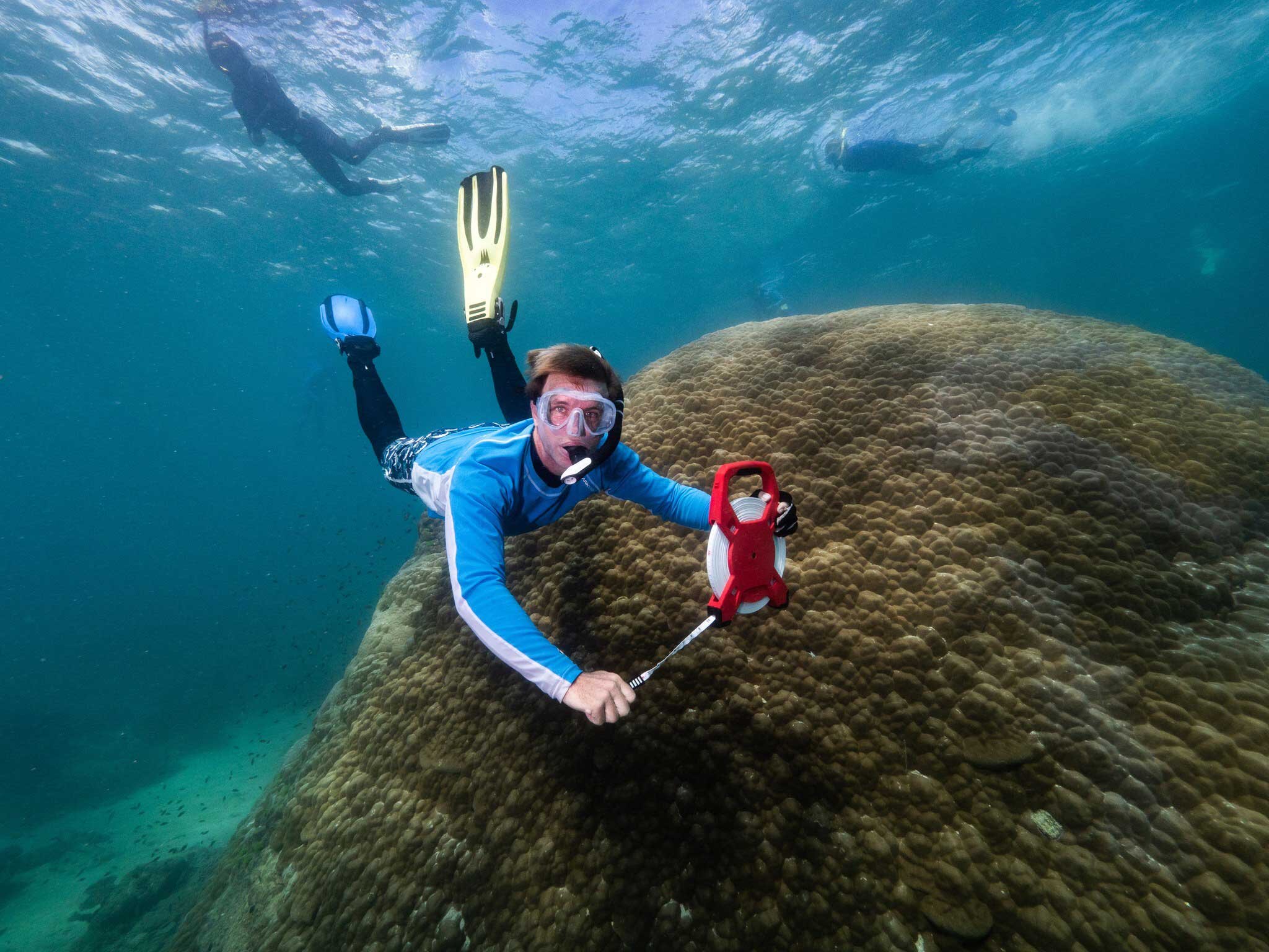 438-Year Old “Massive” Coral Discovered in the Great Barrier Reef in “Excellent Condition”