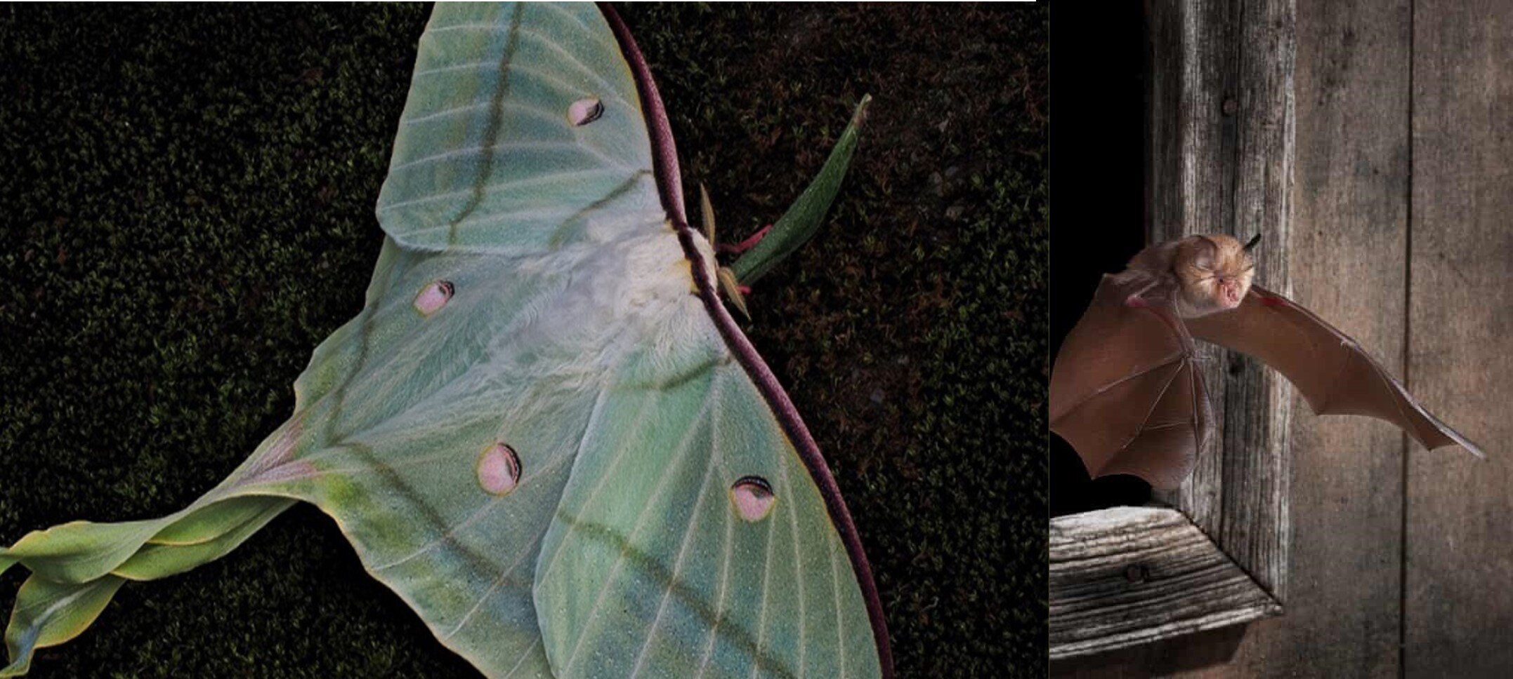 The Sonar-Blocking Secret Beneath Beautiful Moths — A Sophisticated Defense System Revealed