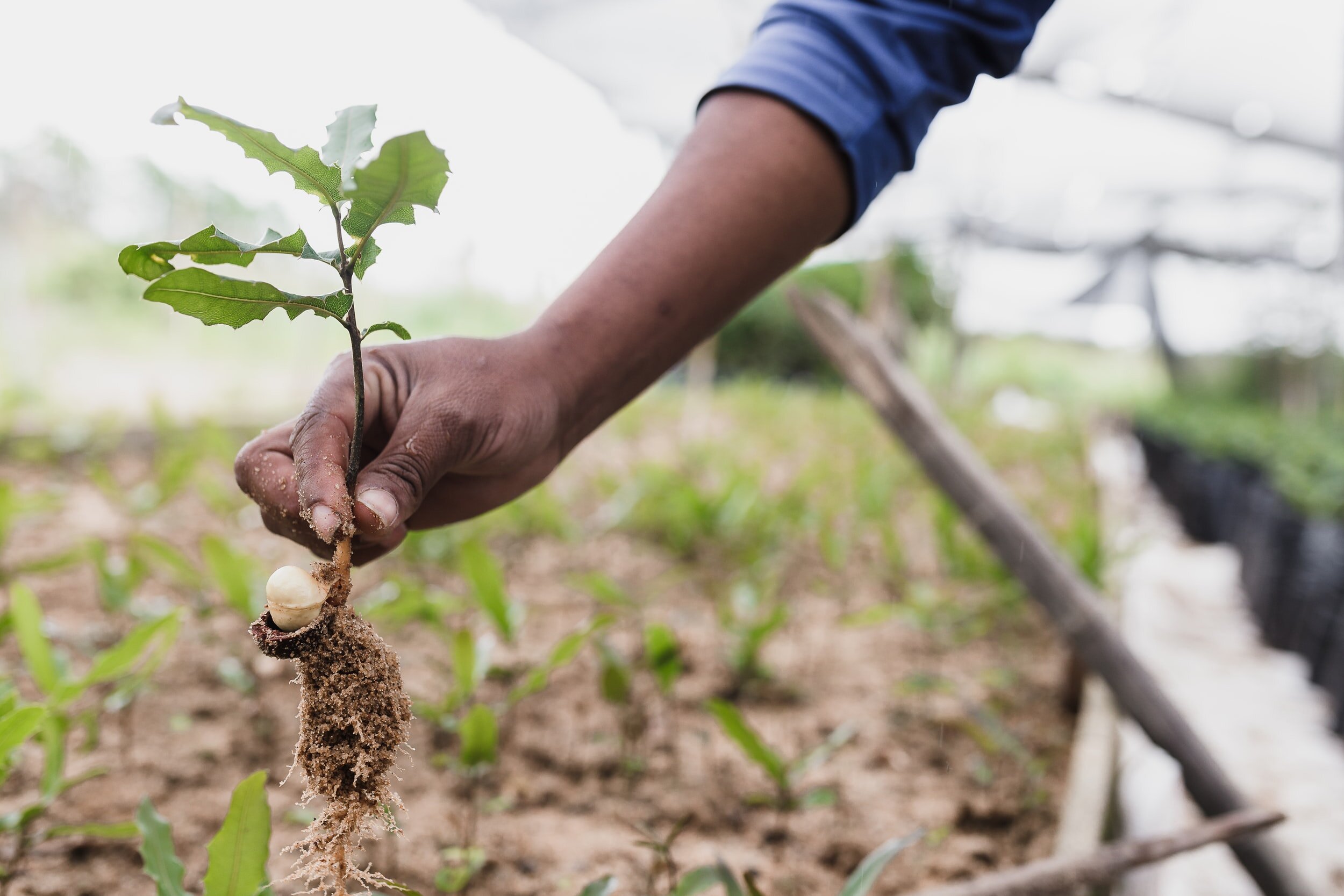 Natural Regeneration is Much More Biodiverse and Cheaper Than Mass Tree Planting