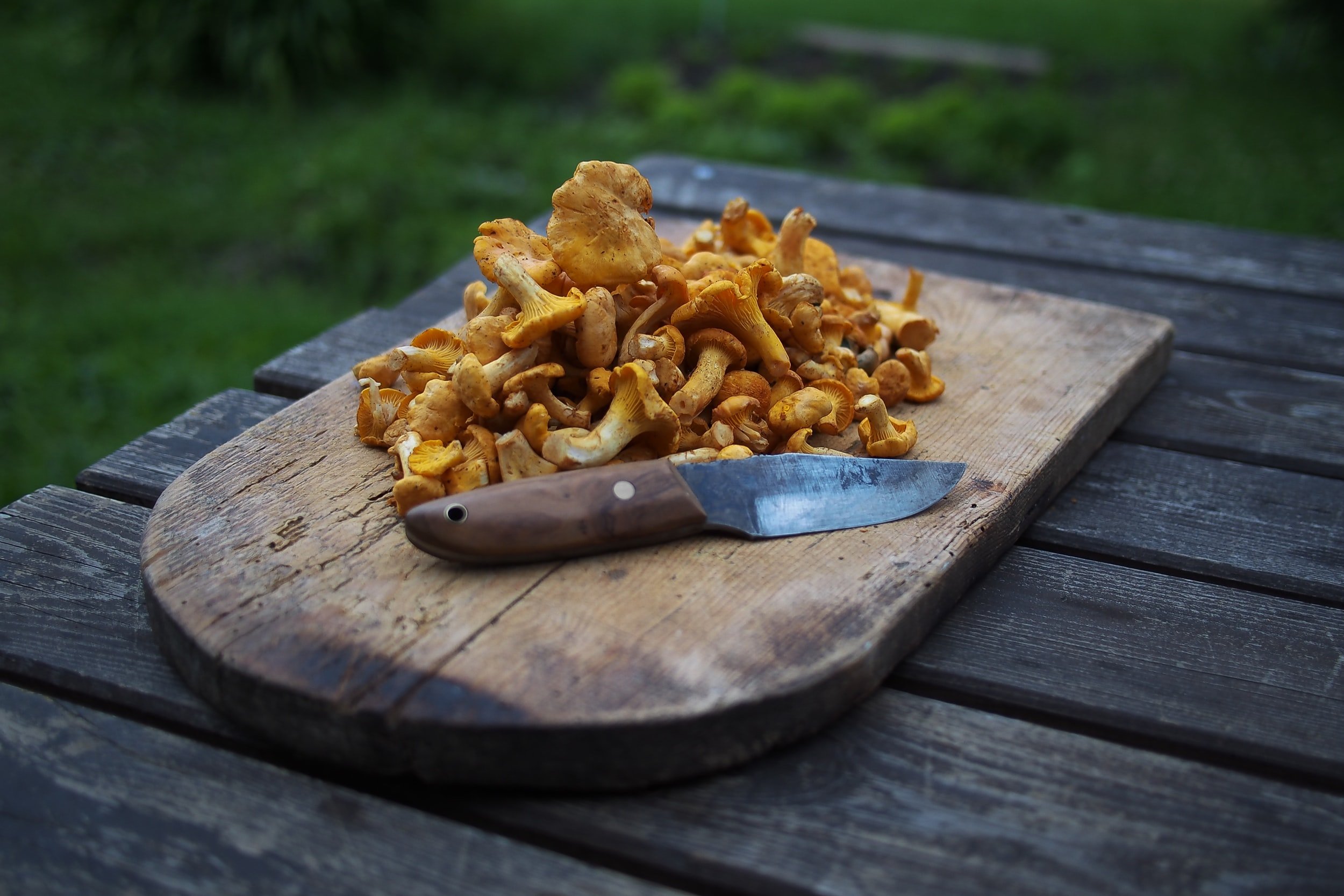 Our Diets Have Much Room for Mushrooms—Wild Ones in Particular