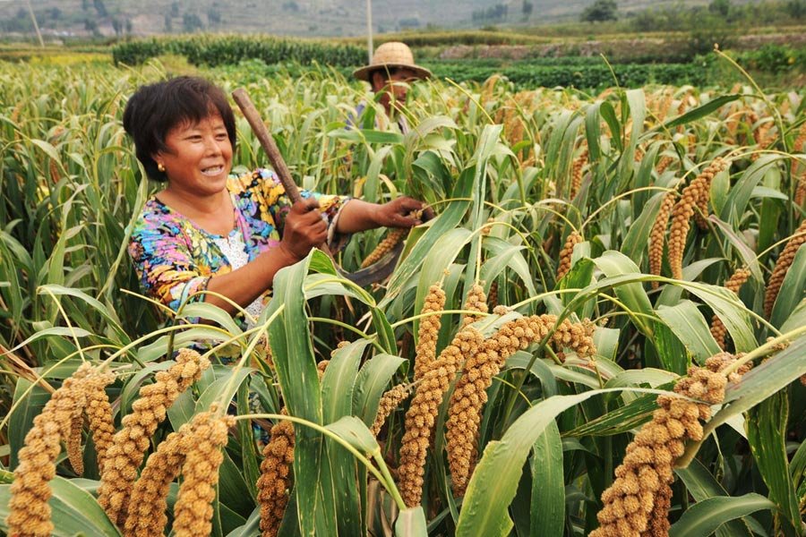 From Turkey to Korea, People Share a Common Language Invented to Describe Millet Farming