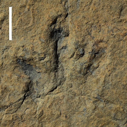 Fossilized Footprints Show Cretaceous Hunting Dinosaurs Were Fast and Surprisingly Agile