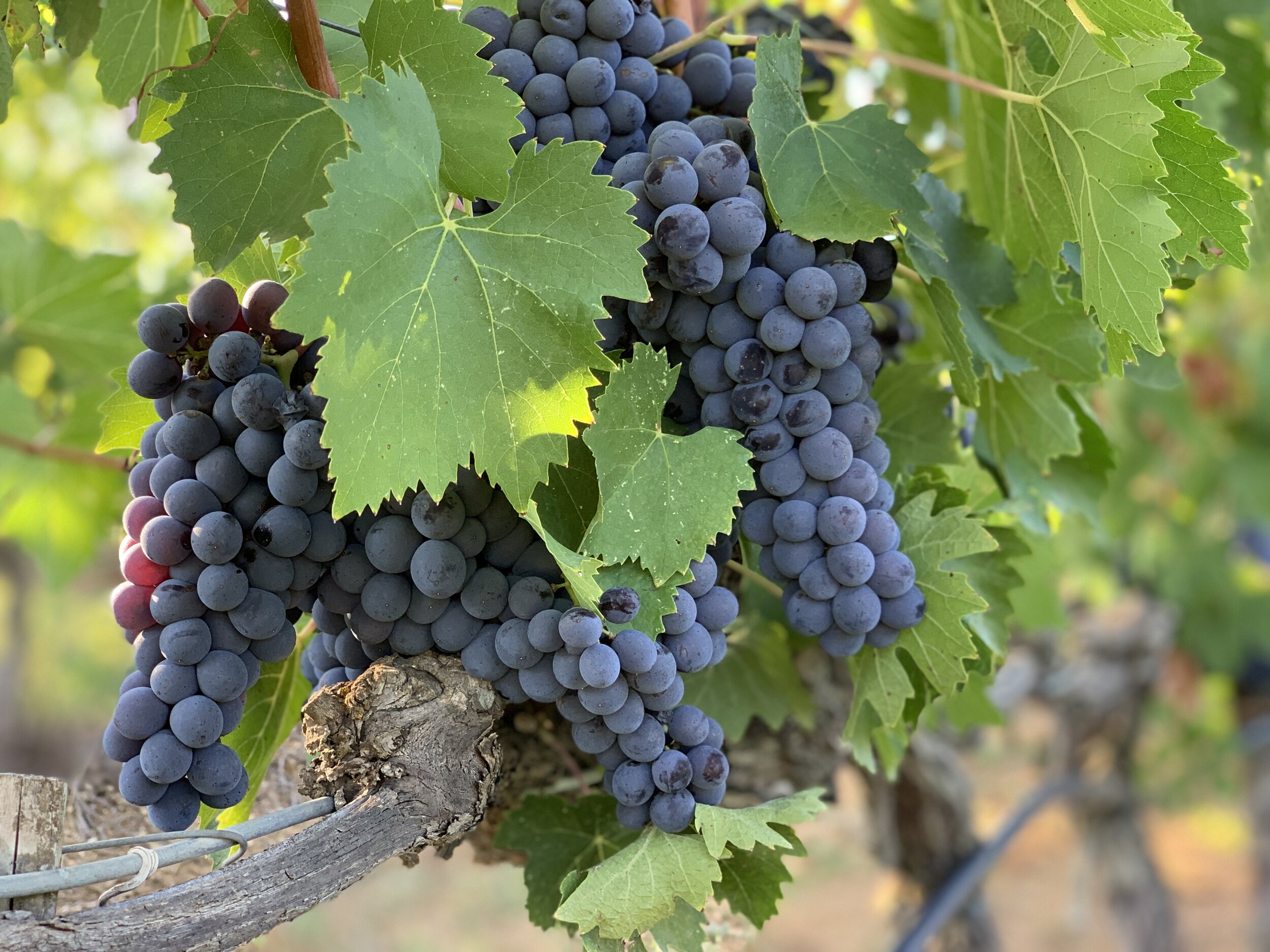 Grape Seed Extract Is a Potent Natural Defense Against a Hallmark of Aging By Killing Senescent Cells