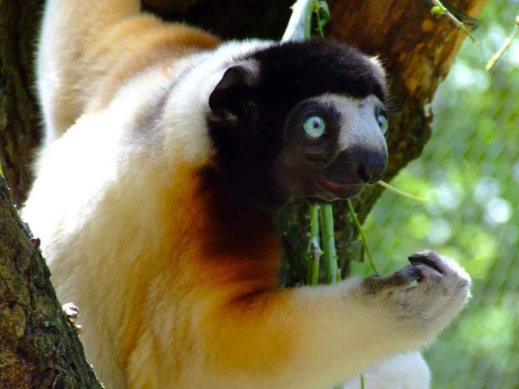 Critically Endangered Lemurs Experience Slight Recovery in 2021, But Forest Loss Continues