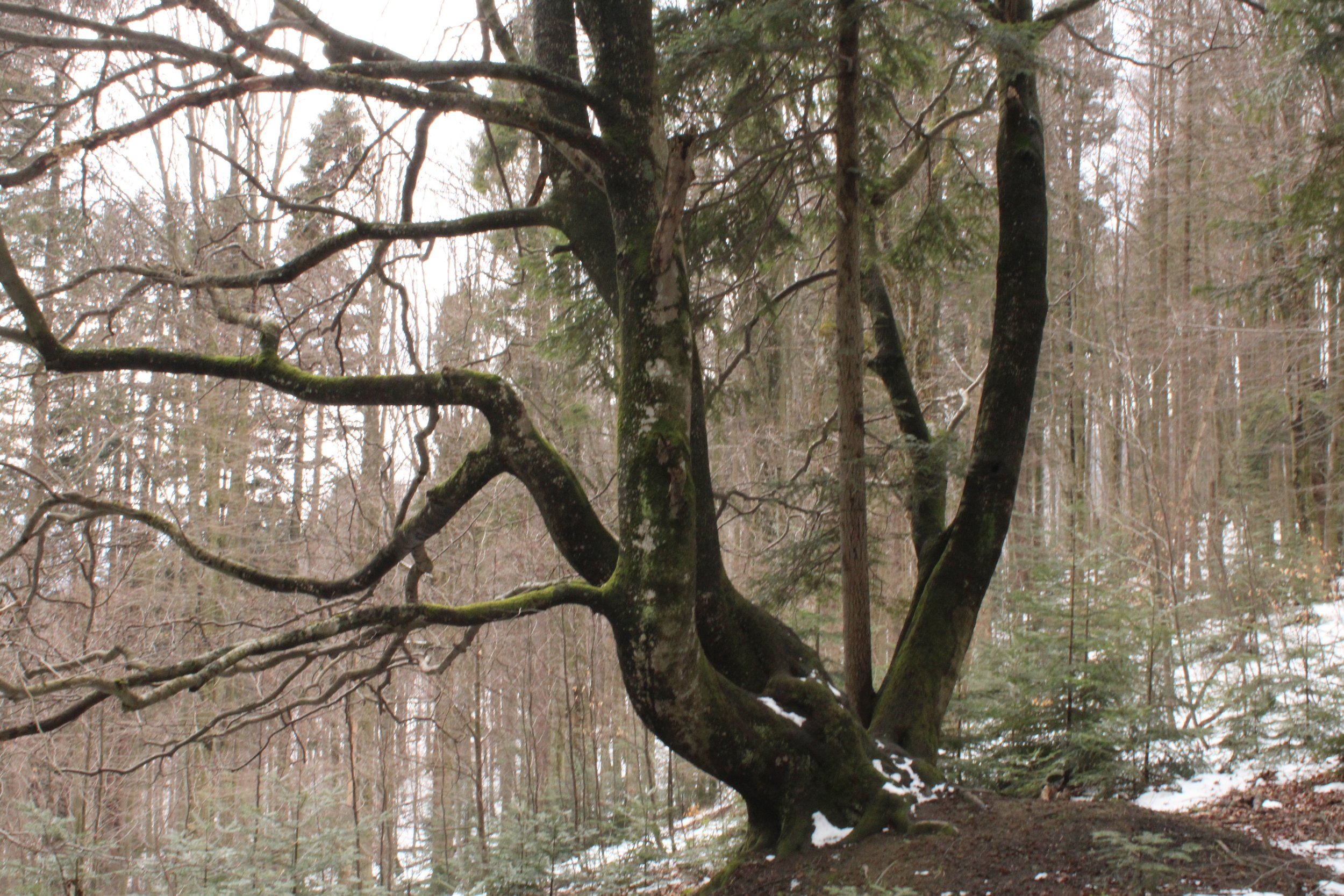 There Are 9,000 Undiscovered Tree Species, Kept Genetically Healthy By Ancient Trees