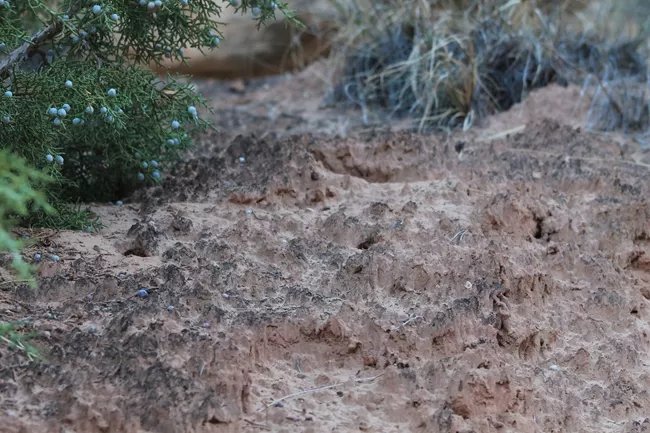 Tiny Collections of Lichen and Microbes May Keep Half the World’s Dust From Blowing Away