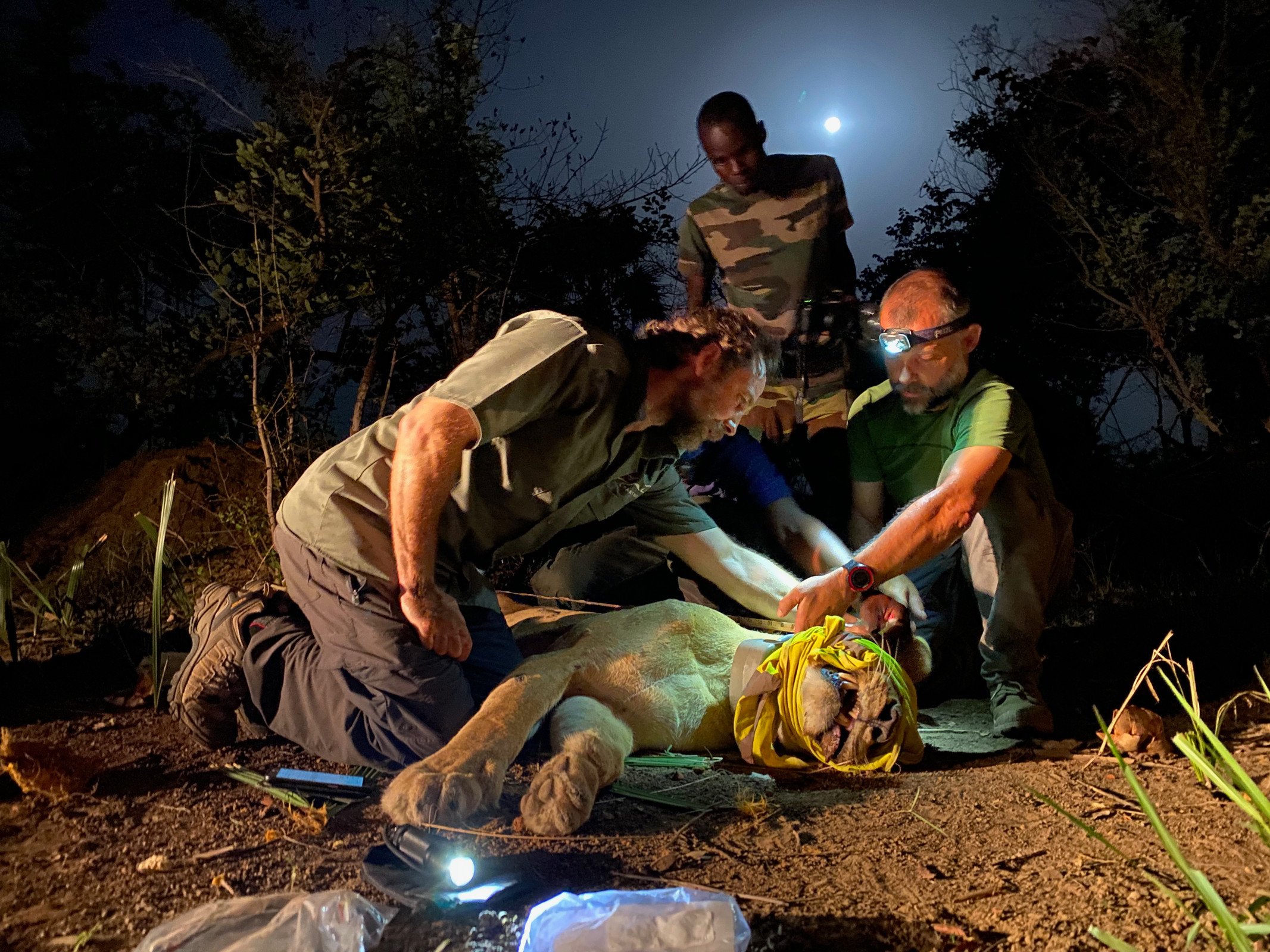 Lions Begin Long Road to Recovery in Senegal’s Yellowstone — A Defiant Roar in a Troubled Region