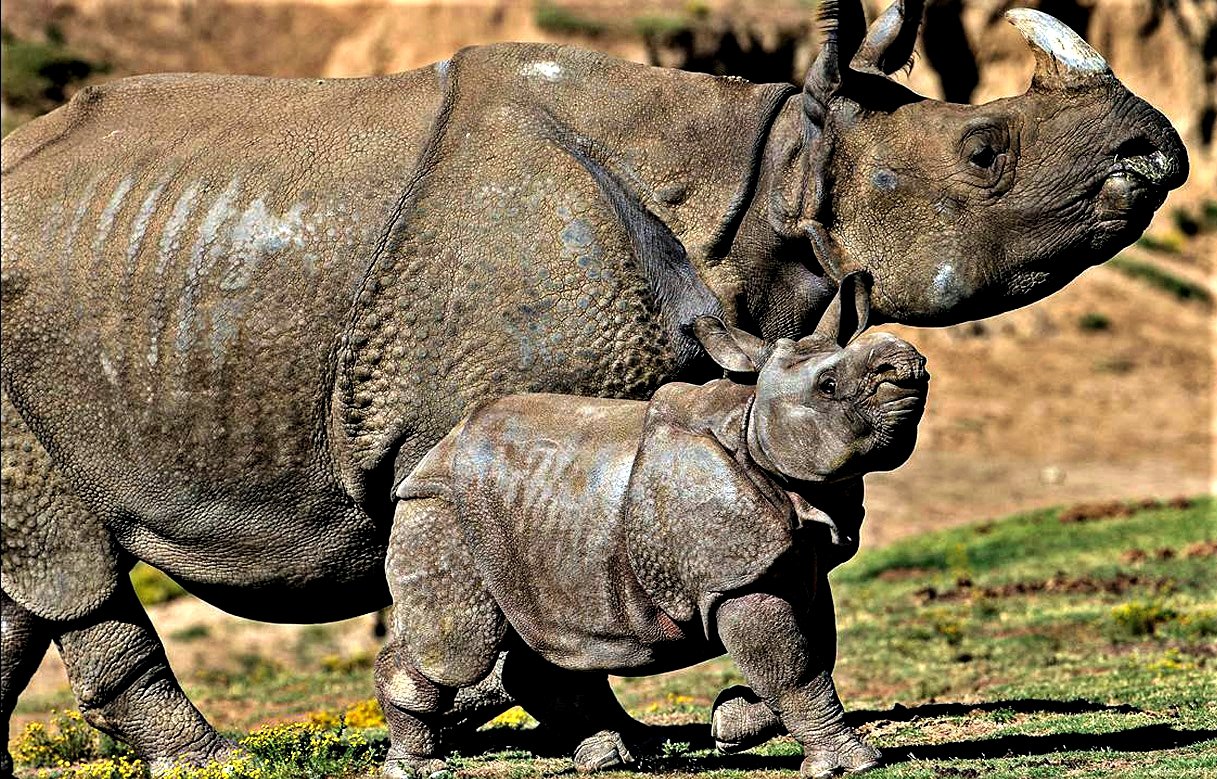 Greater One-Horned Rhino Population Tops 4,000 for the First Time Records Began