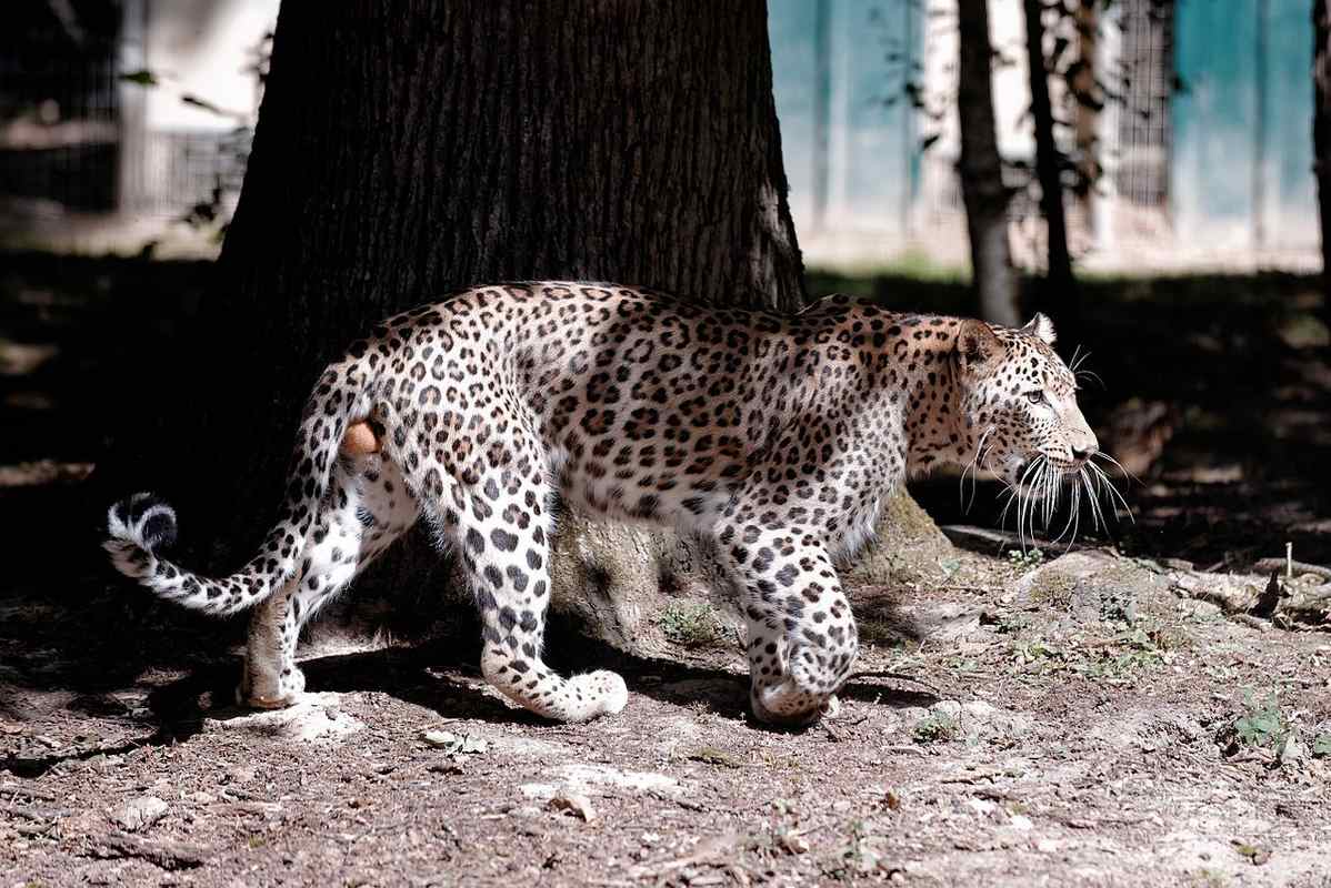 Conservationists Call on Governments Across Conflict Zones to Increase Protection for Persian Leopard