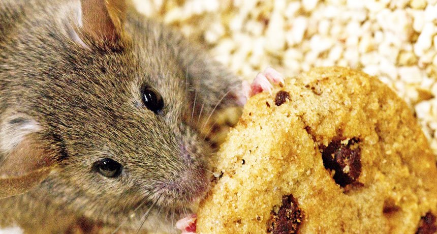 Disruption of the Gut Microbiome Leads to Binge Eating in Mice