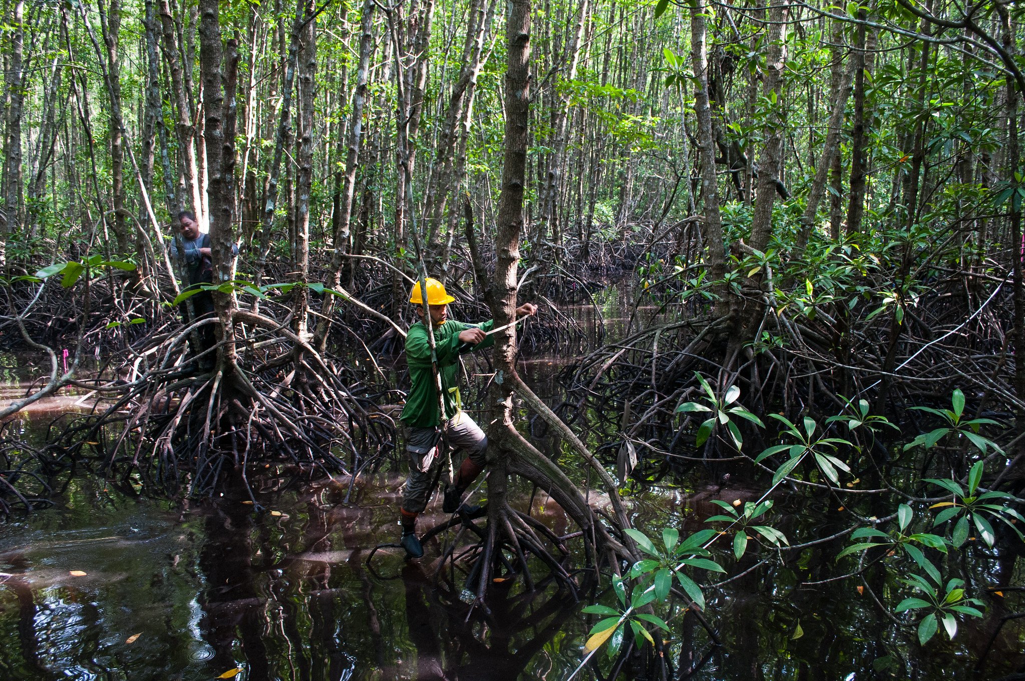 Loss of Mangrove Forest Worldwide Has Slowed to Near-Negligible Amounts, New Report Demonstrates