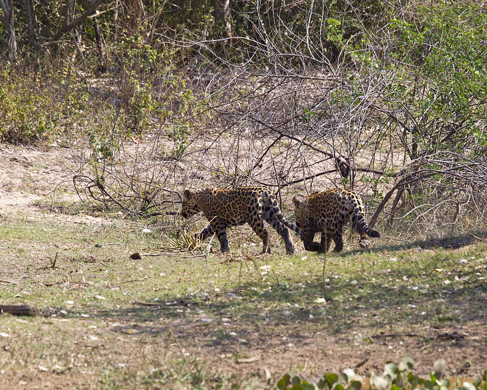 First Ever Evidence of Male Jaguars Teaming Up—Sometimes For Years—Offers Key Indicator of Conservation