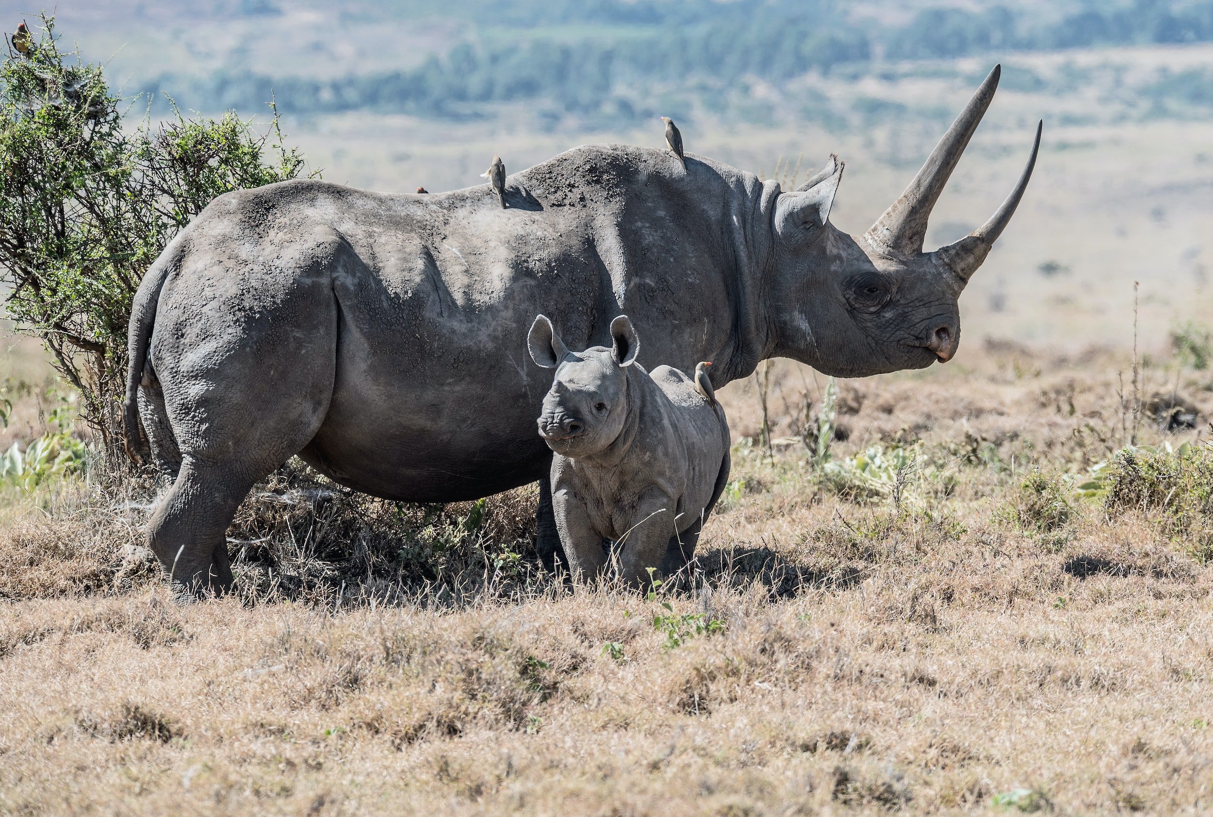 Rhino Poaching Surged 93% in Namibia Last Year—Study Shows Wealth May Be Key to Stopping It