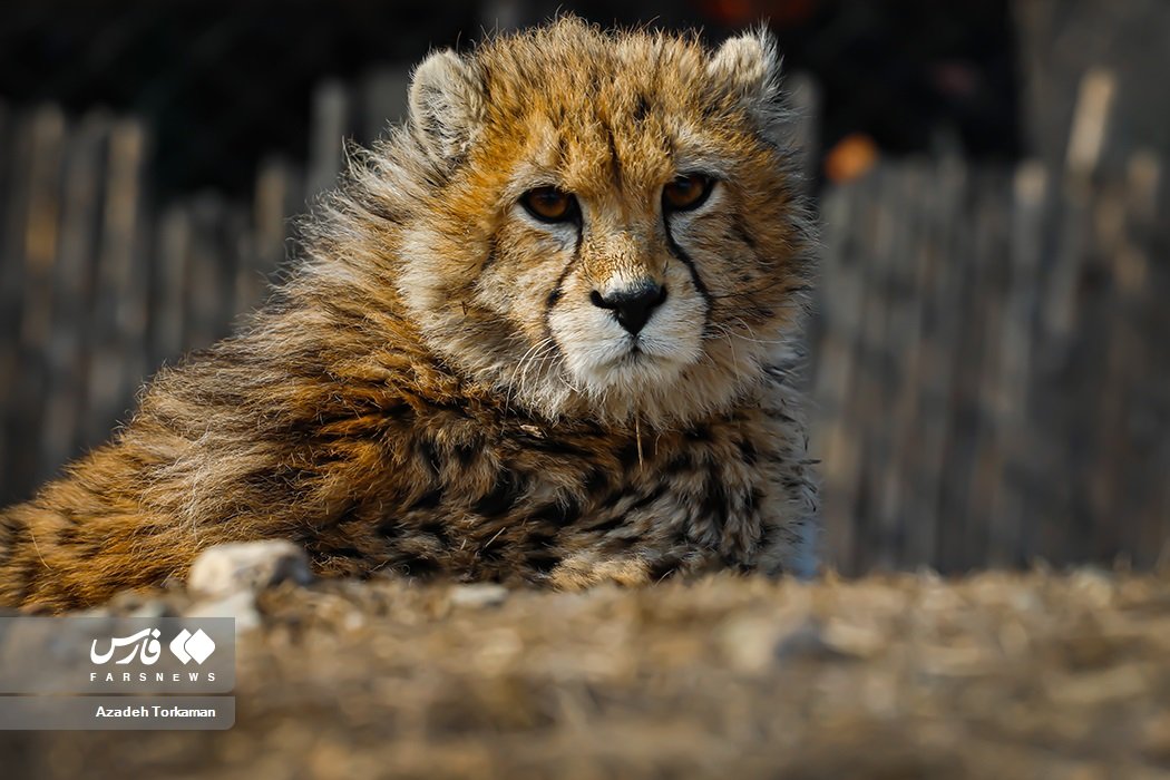 Beloved Asiatic Cheetah Cub Dies in Captivity in Iran