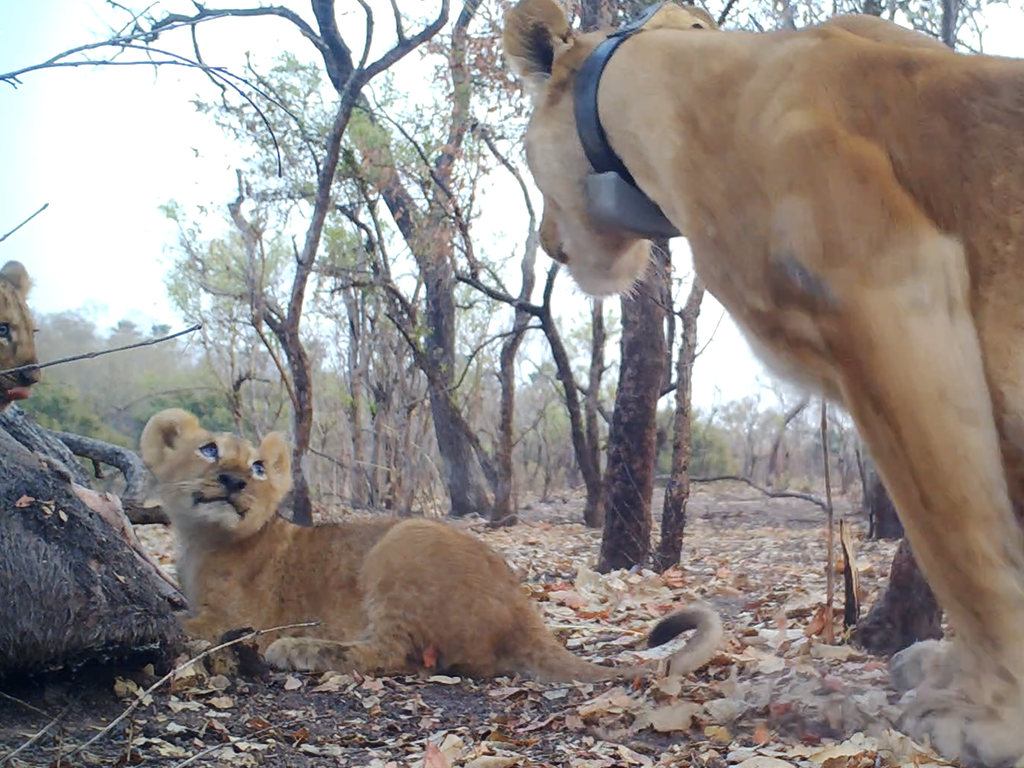 Critically-Endangered West African Lion Going from Strength to Strength in Niokolo Koba, Senegal